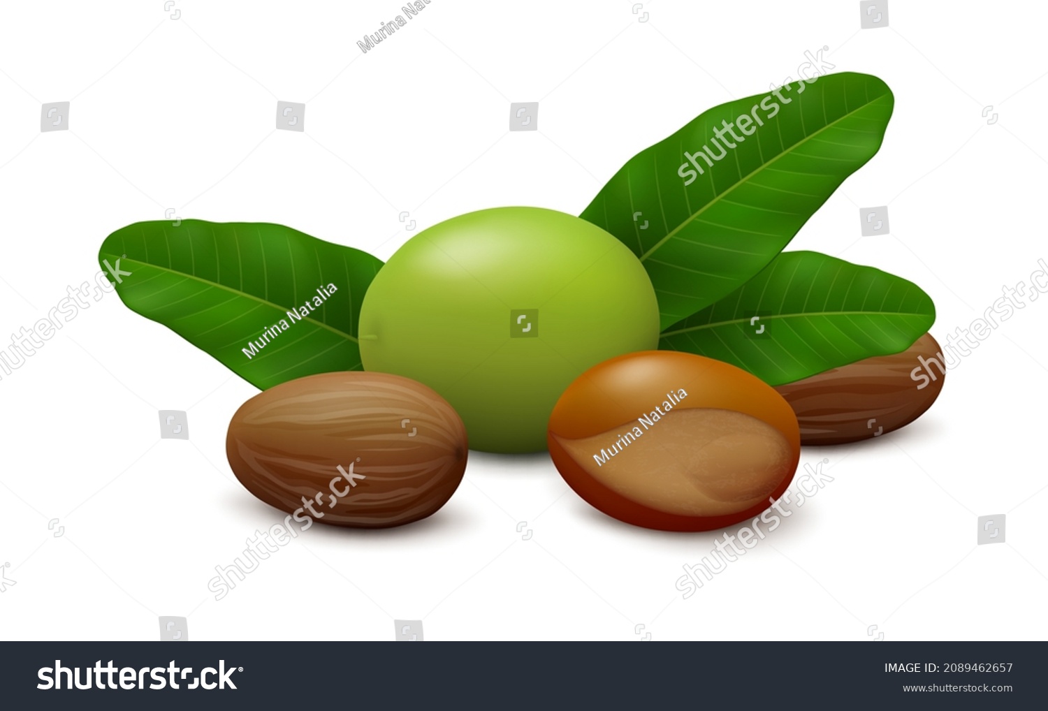 SVG of Lying down green shea (Vitellaria paradoxa) fruit, three leaves, two shelled seeds and unshelled nut isolated on white background. Side view. Realistic vector illustration. svg