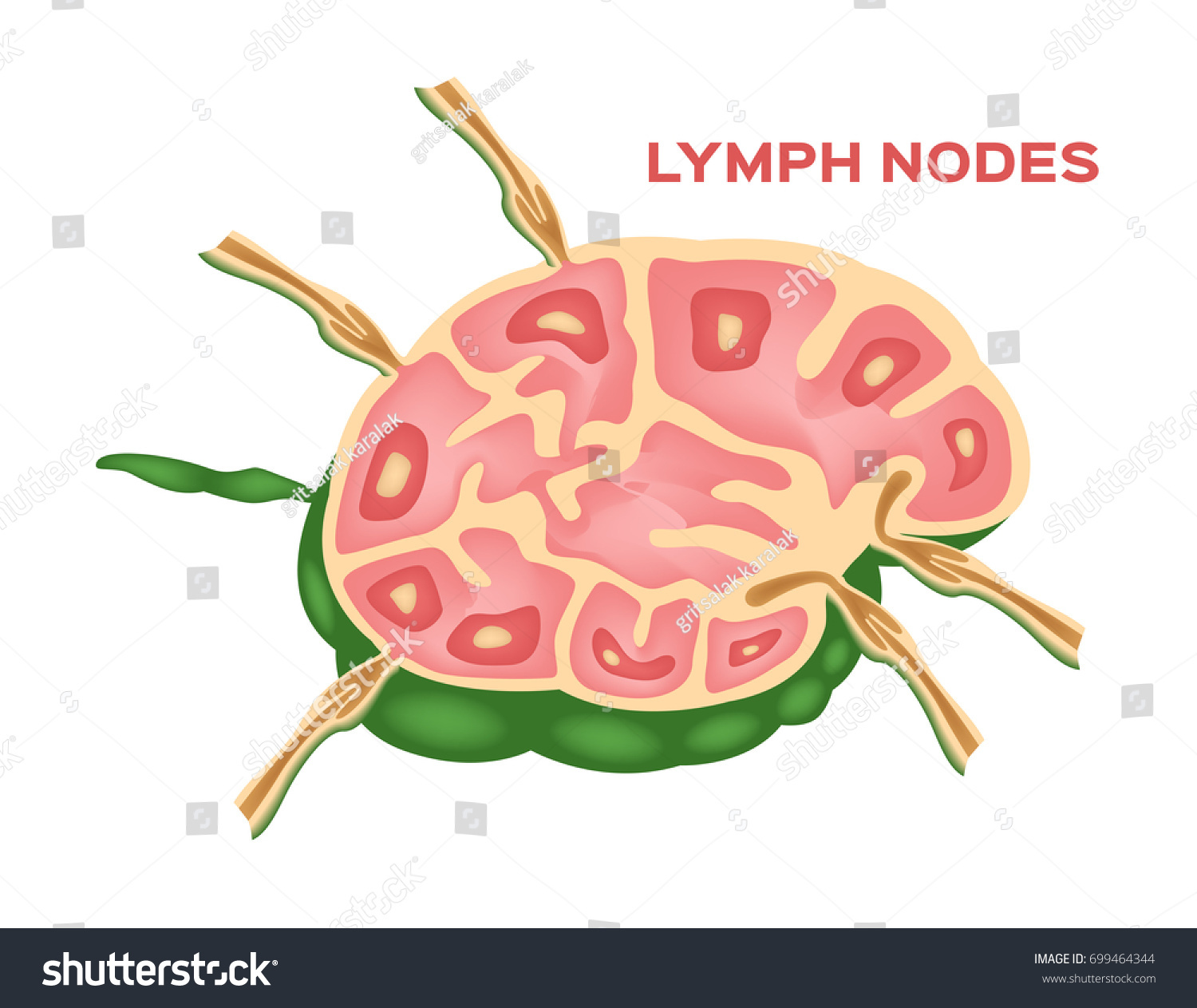 Lymph Node Lymphocyte Structure Vector Stock Vector Royalty Free 699464344