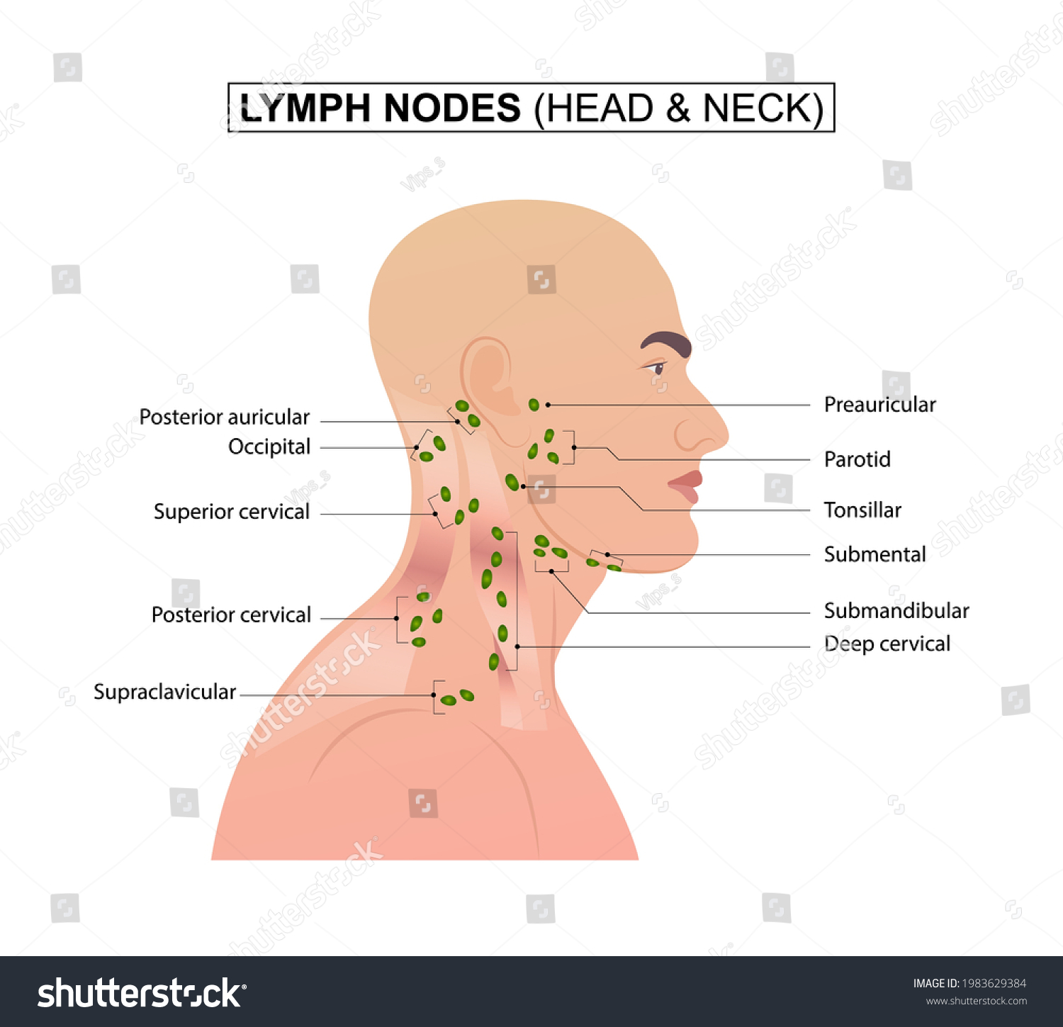 Lymph Nodes Head Neck Stock Vector Royalty Free 1983629384 Shutterstock 