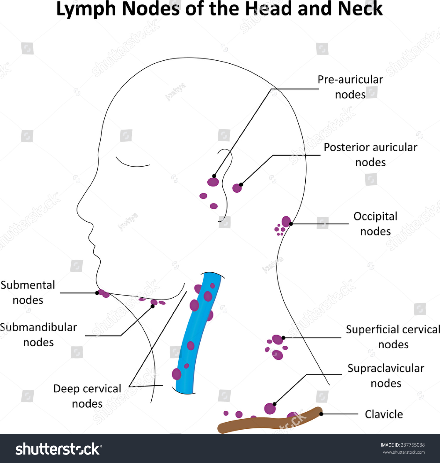 Lymph Nodes Head And Neck Diagram Diagram Media