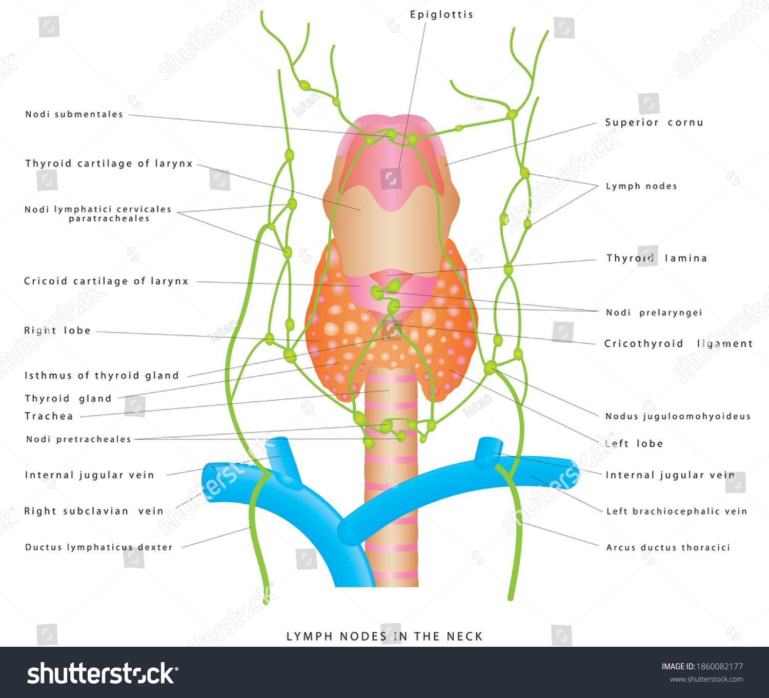 Lymph Nodes Neck Anterior Cervical Lymph Stock Vector Royalty Free