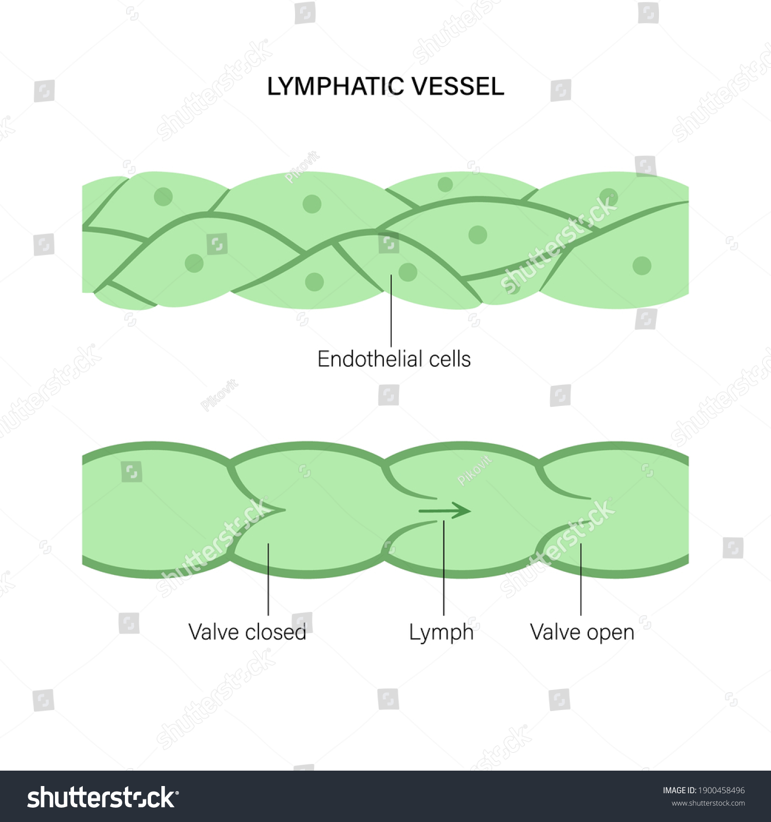 Lymphatic System Vessel Endothelial Cells Concept Stock Vector (Royalty ...