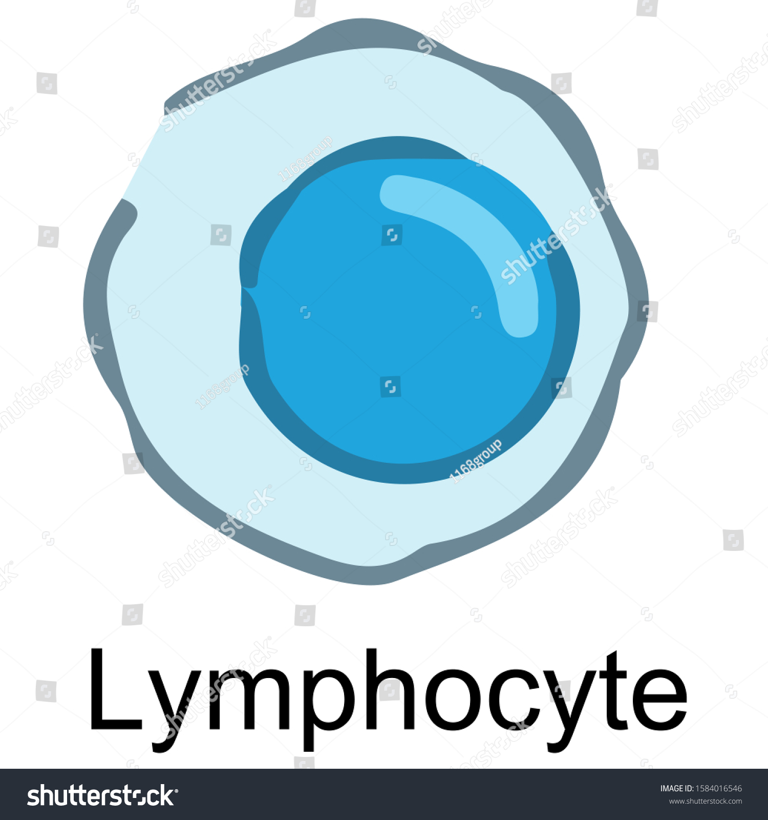 Lymphocyte Blood Cell Cartoon Style Medical Stock Vector (Royalty Free ...