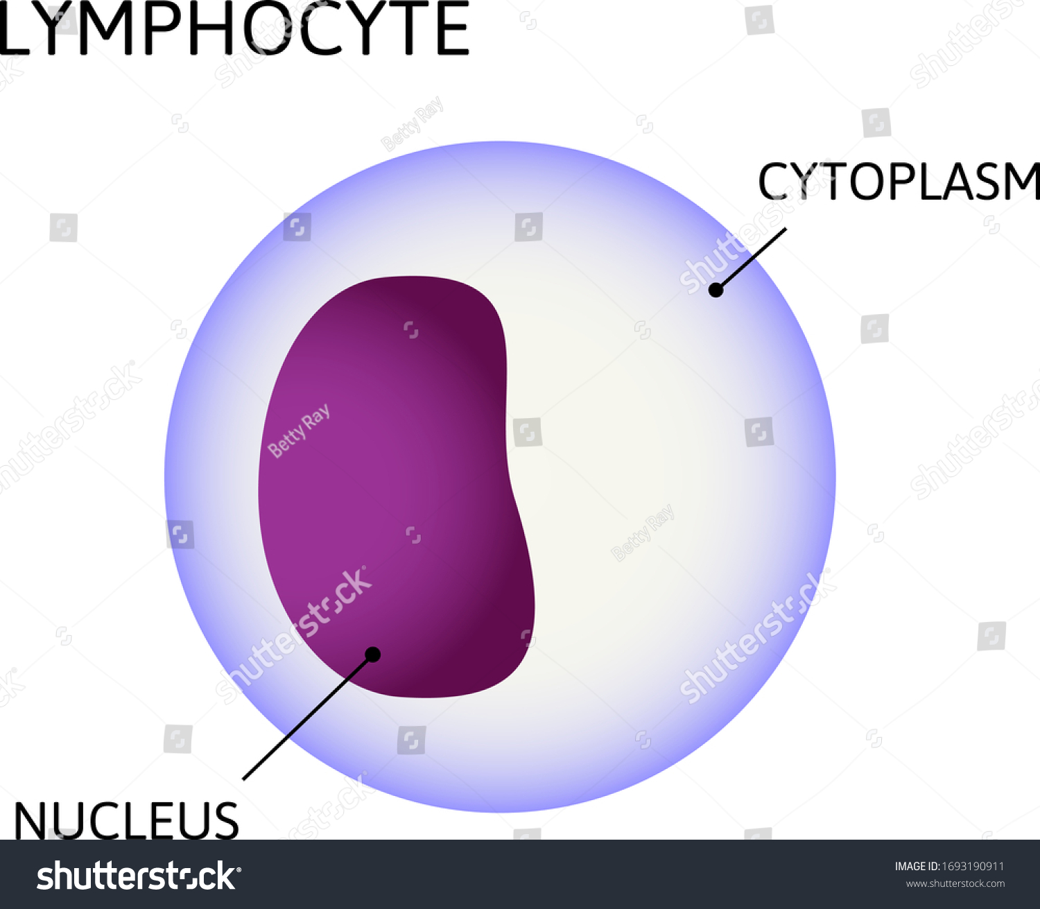 8,628 Cytoplasm image Images, Stock Photos & Vectors | Shutterstock