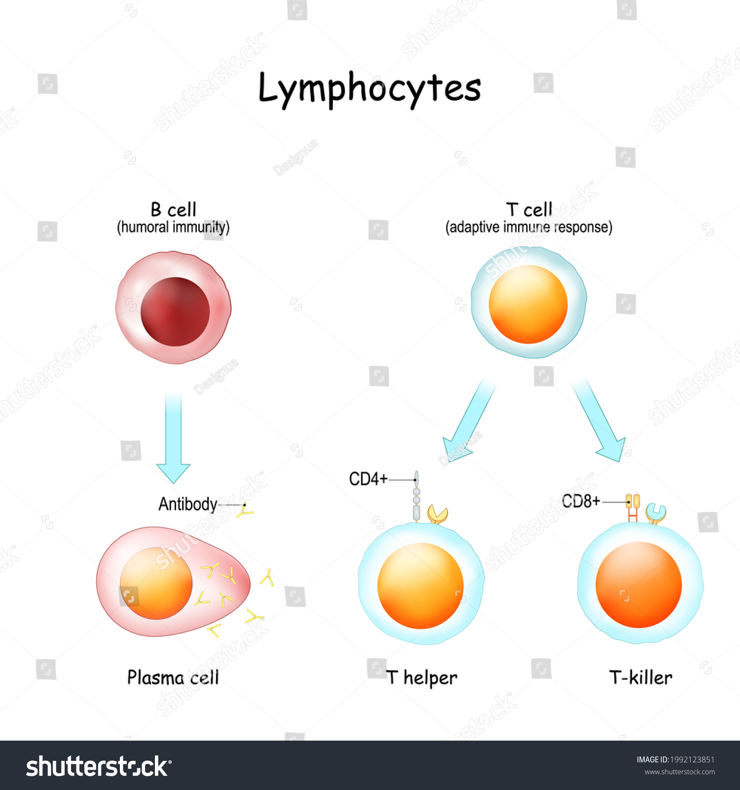 Lymphocytes B Cell Humoral Immunity Tcell Stock Vector (Royalty Free ...