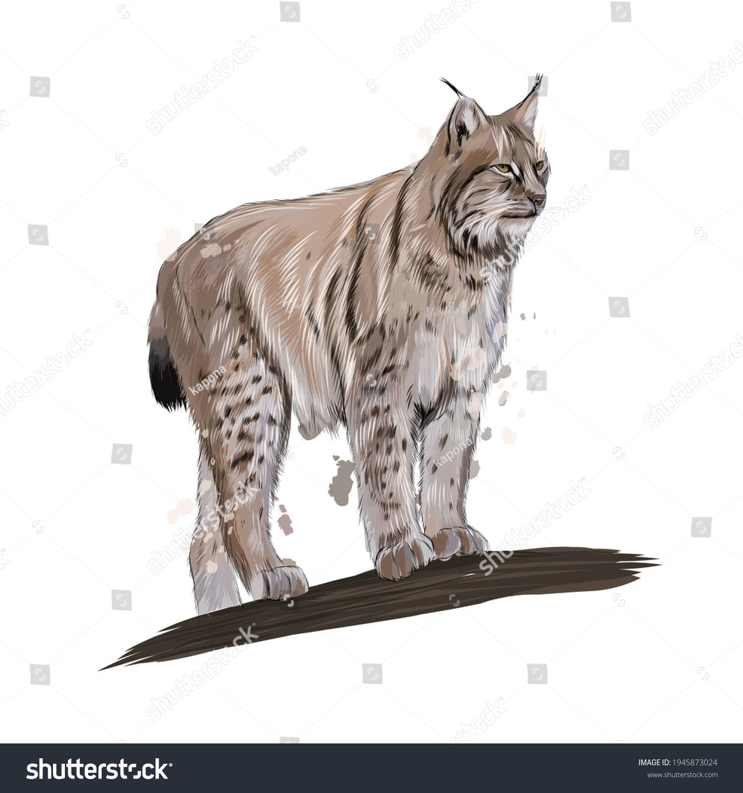 Lynx Splash Watercolor Colored Drawing Realistic Stock Vector (Royalty ...