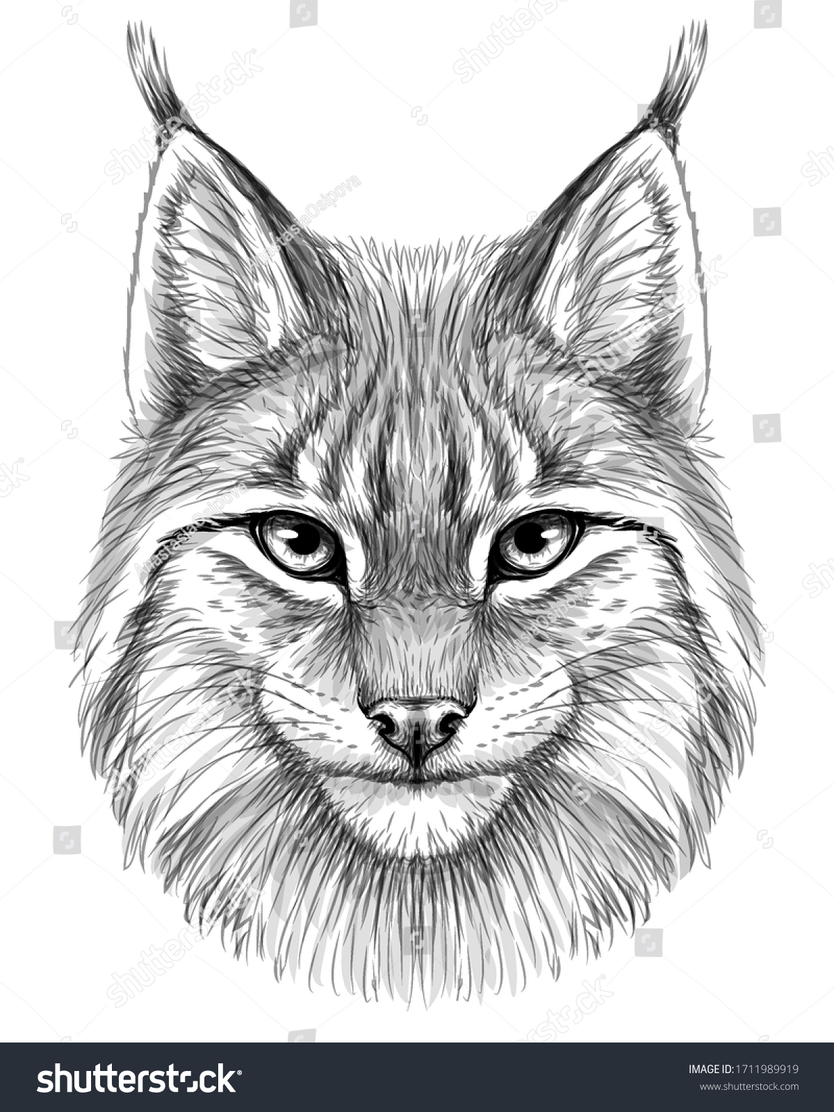 Lynx Sketch Drawn Graphic Portrait Lynx Stock Vector (Royalty Free ...