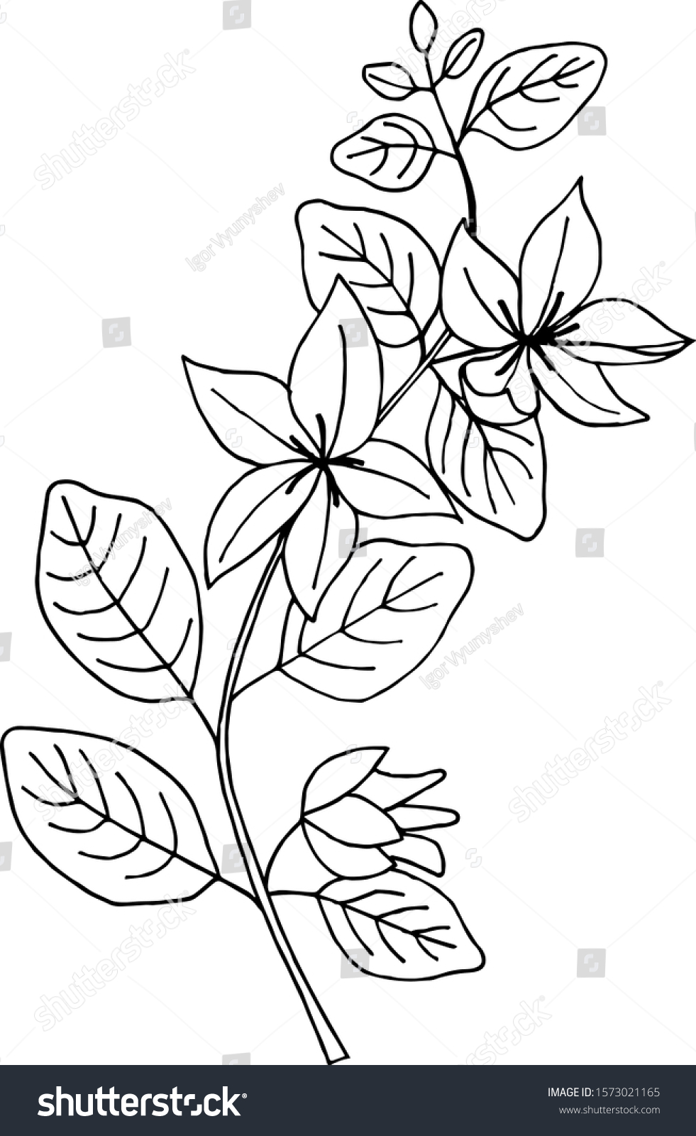 Lysimachia Nummularia Plant Simple Vector Illustration Stock Vector ...