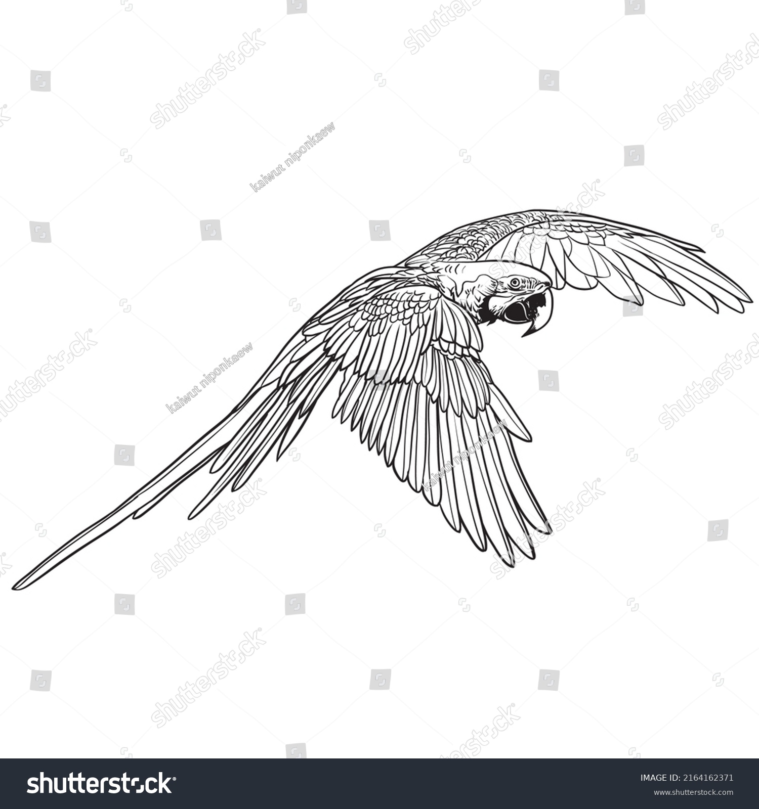 Macaw Parrot Flight Hand Drawn Engraved Stock Vector (Royalty Free ...