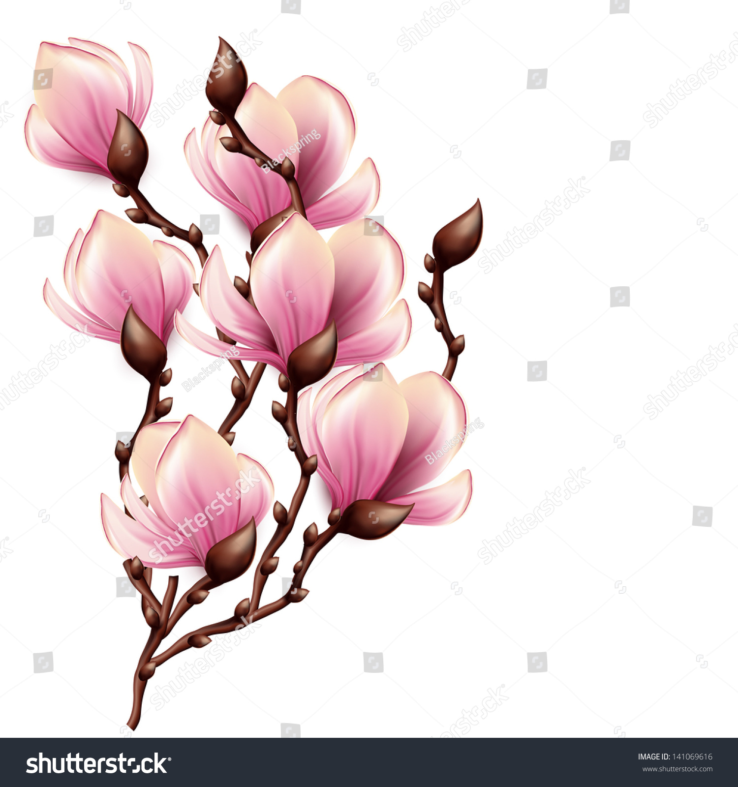 Magnolia Branch Isolated Stock Vector (Royalty Free) 141069616