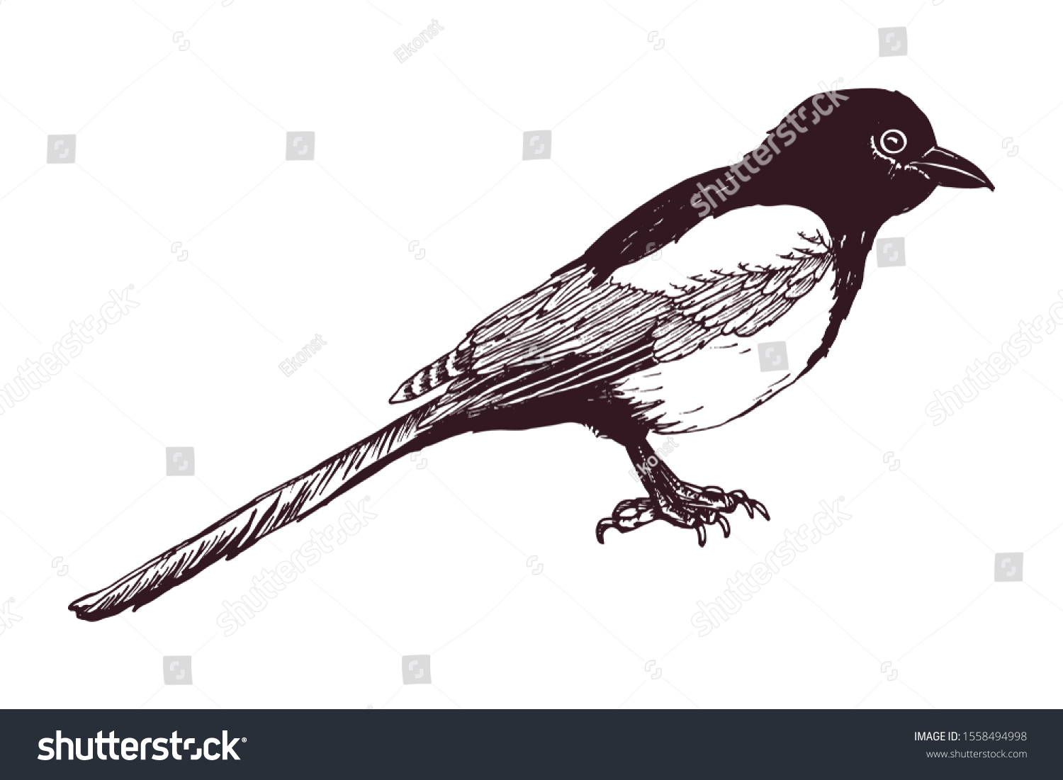 Magpie Bird Hand Drawn Pen Ink Stock Vector (Royalty Free) 1558494998