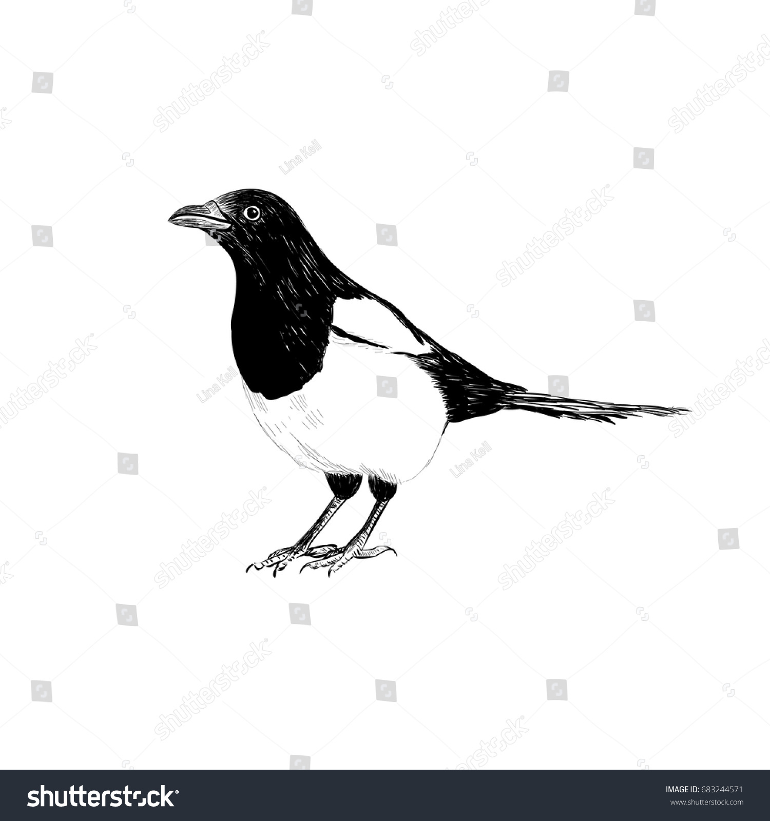 Drawings of a magpie Images, Stock Photos & Vectors | Shutterstock