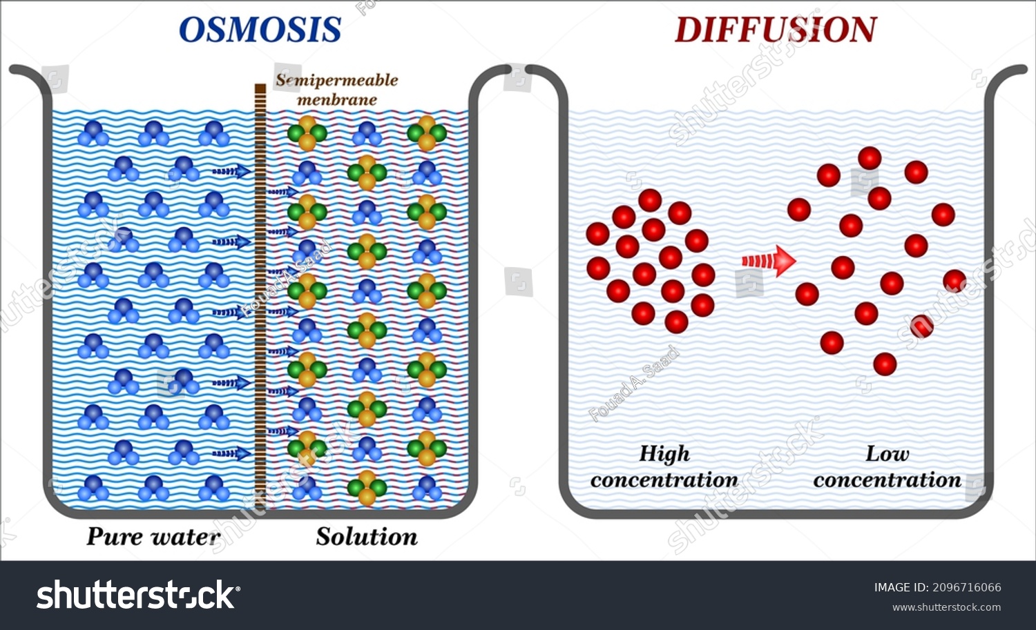 Main Difference Between Osmosis Diffusion Biology Stock Vector (Royalty ...