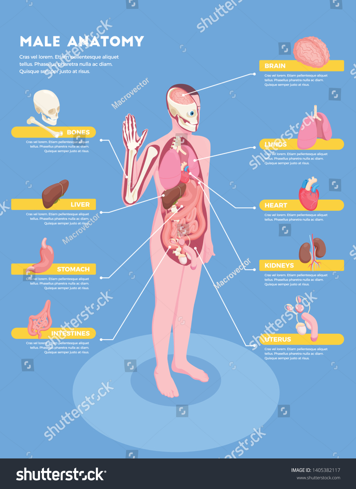 Vektor Stok Male Anatomy Infographics Internal Organs Icons Tanpa Royalti 1405382117