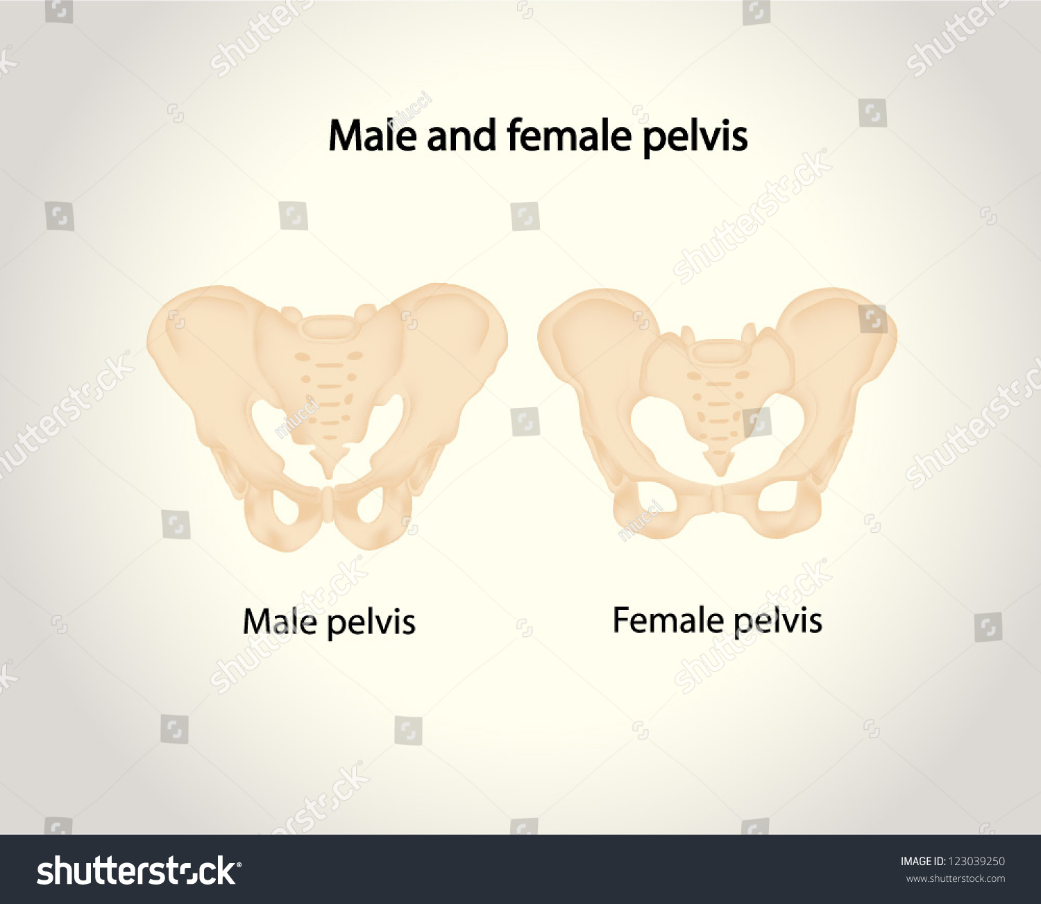 Male Female Pelvis Stock Vector 123039250 - Shutterstock