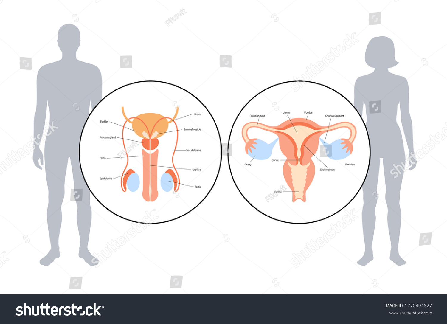 Male Female Reproductive System Silhouette Uterus Stock Vector Royalty Free 1770494627 3506