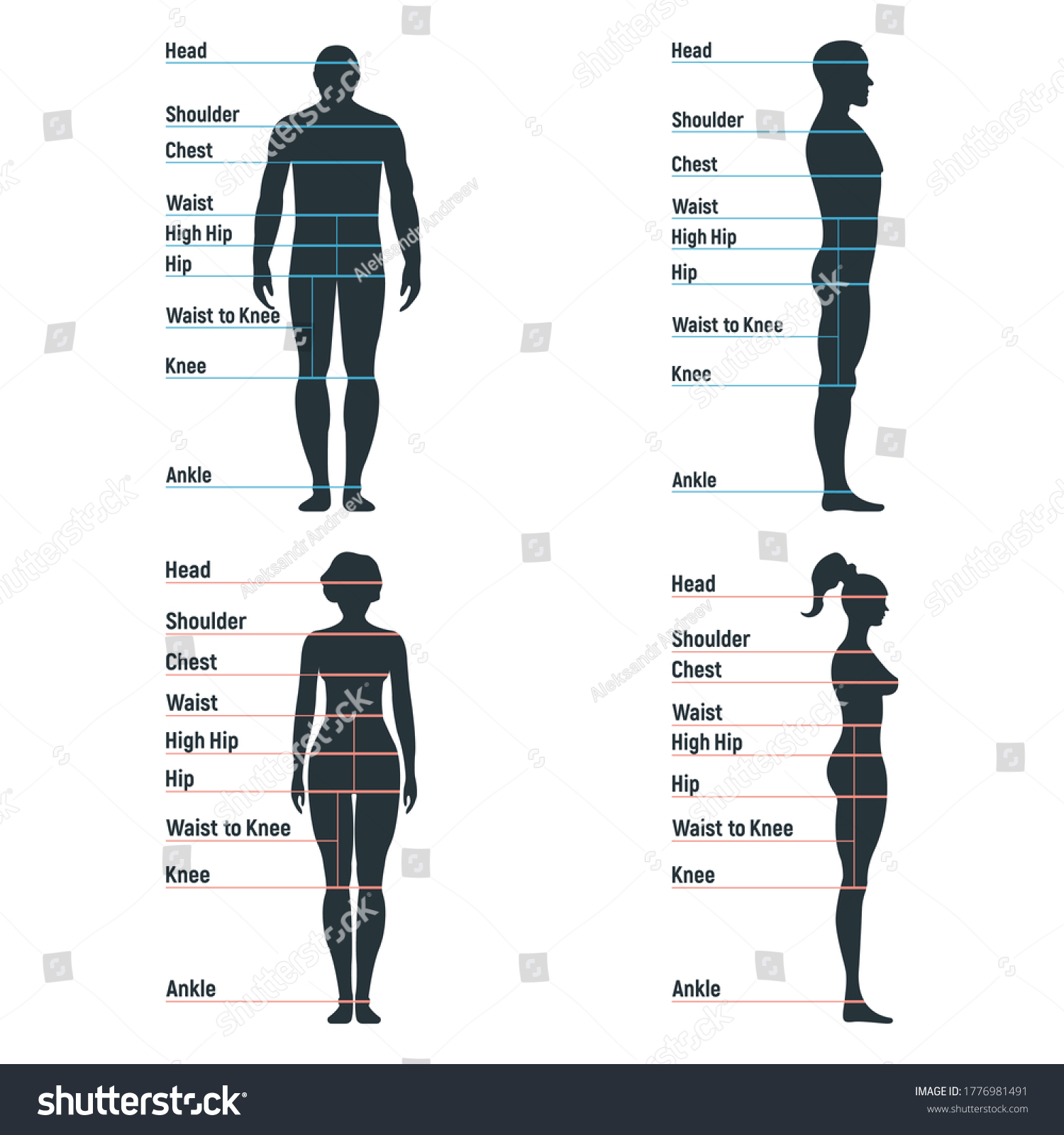 body measurement chart