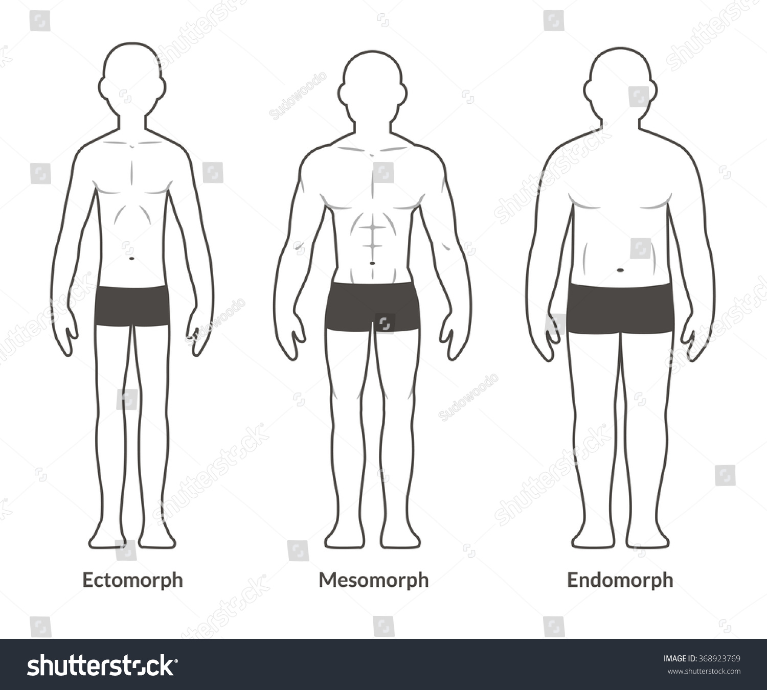 Male Body Types Ectomorph Mesomorph Endomorph Stock Vector 368923769 ...