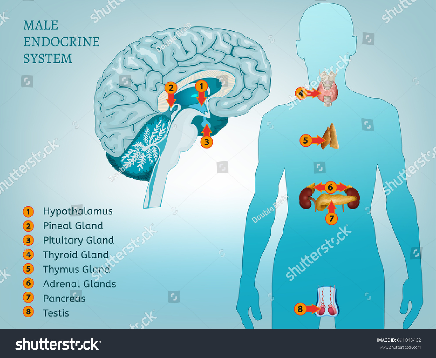 Male Endocrine System Human Anatomy Human Stock Vector Royalty Free 691048462 Shutterstock 