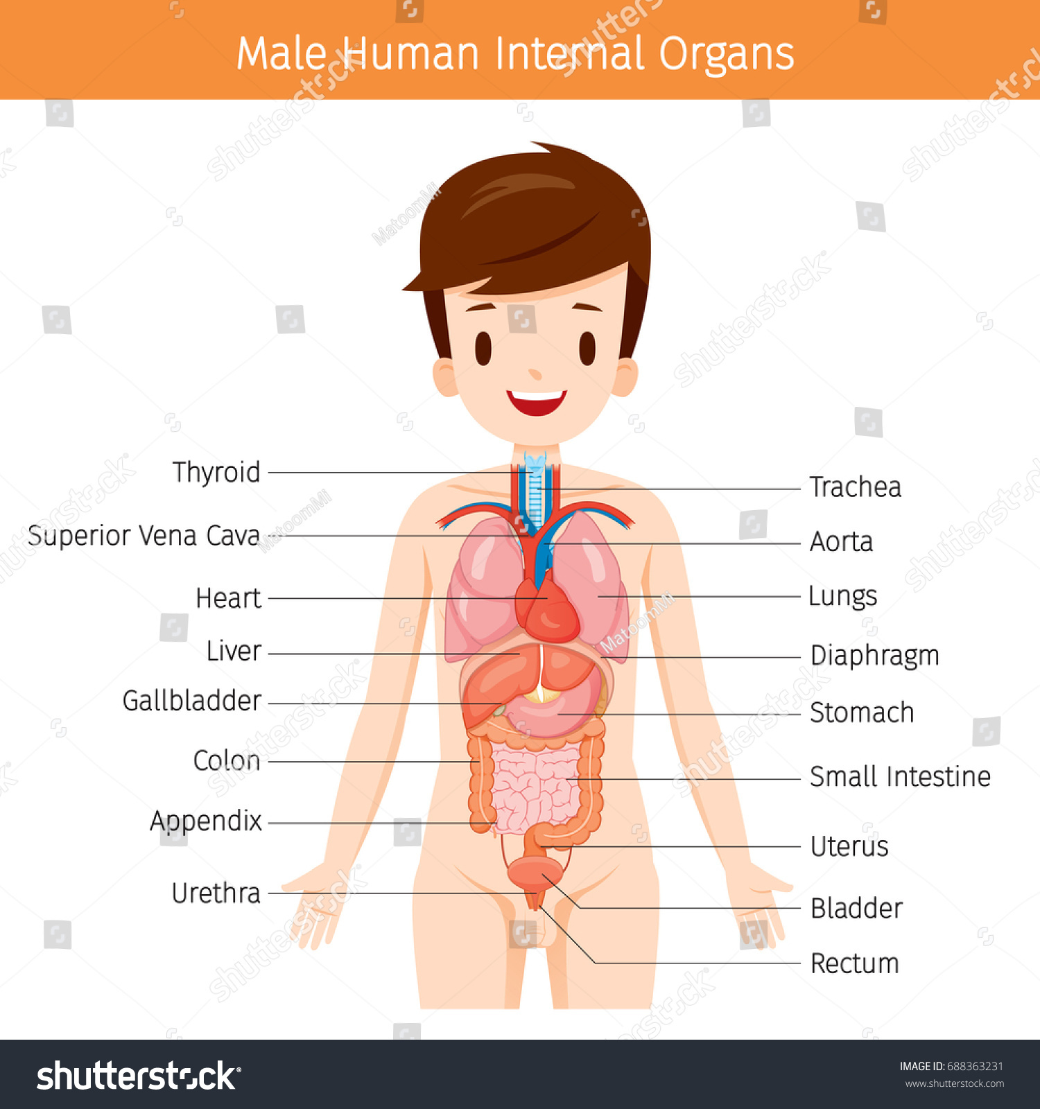 Asser Ploios capitalism human body internal organs diagram male Cerul