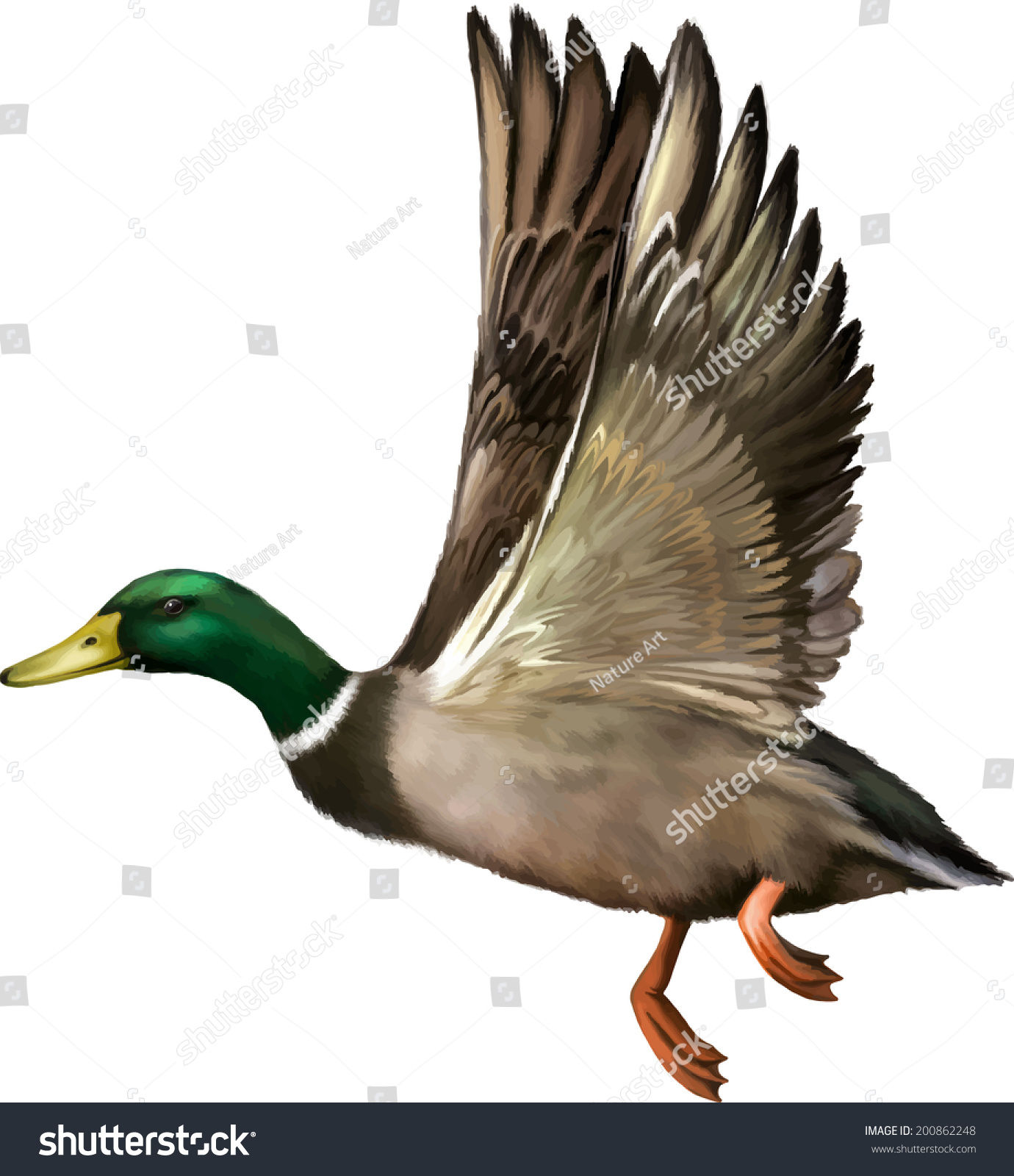 Male Mallard Duck Flying Vector Illustration Stock Image