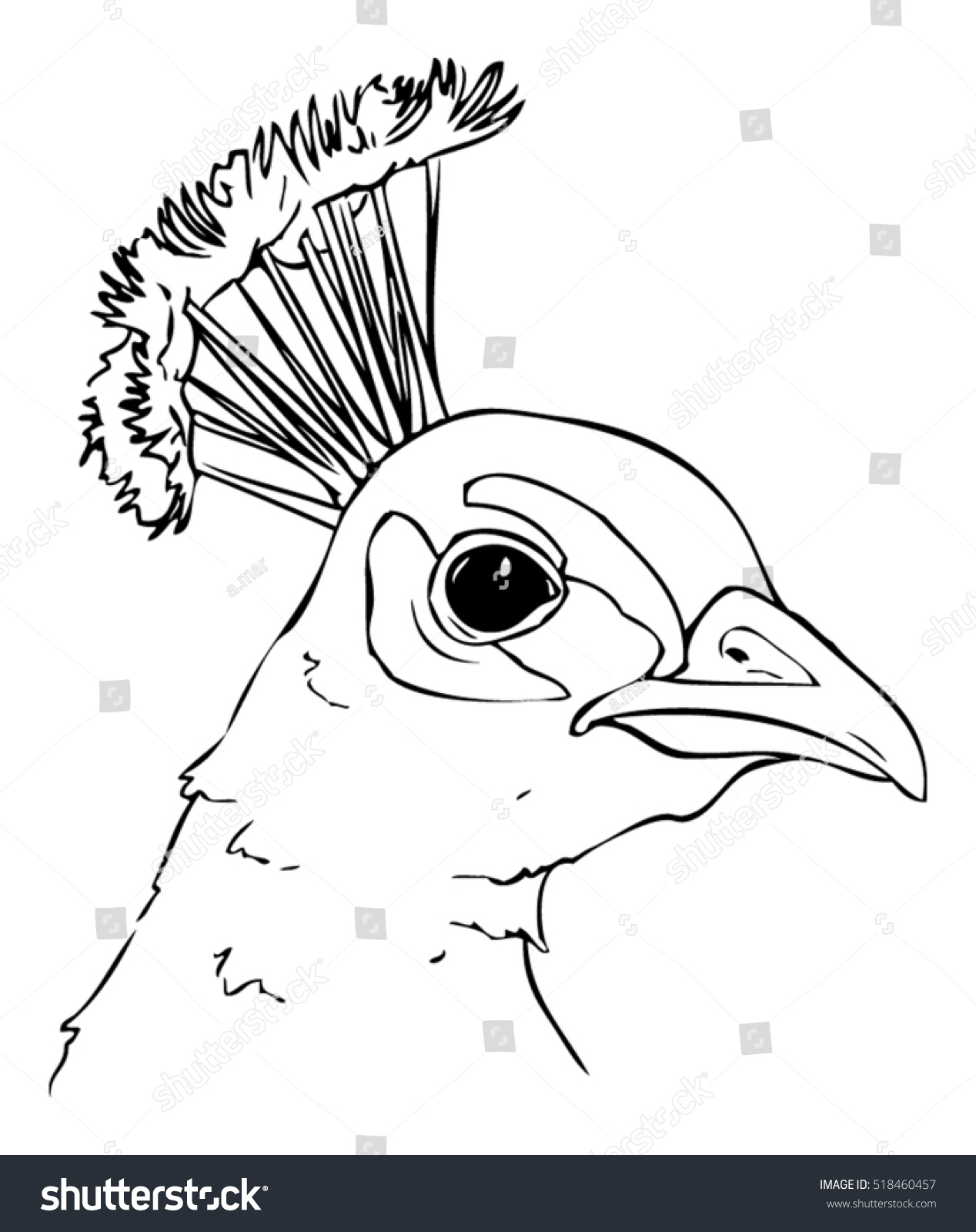 Male Peacock Face Drawing Vector Stock Vector 518460457 ...