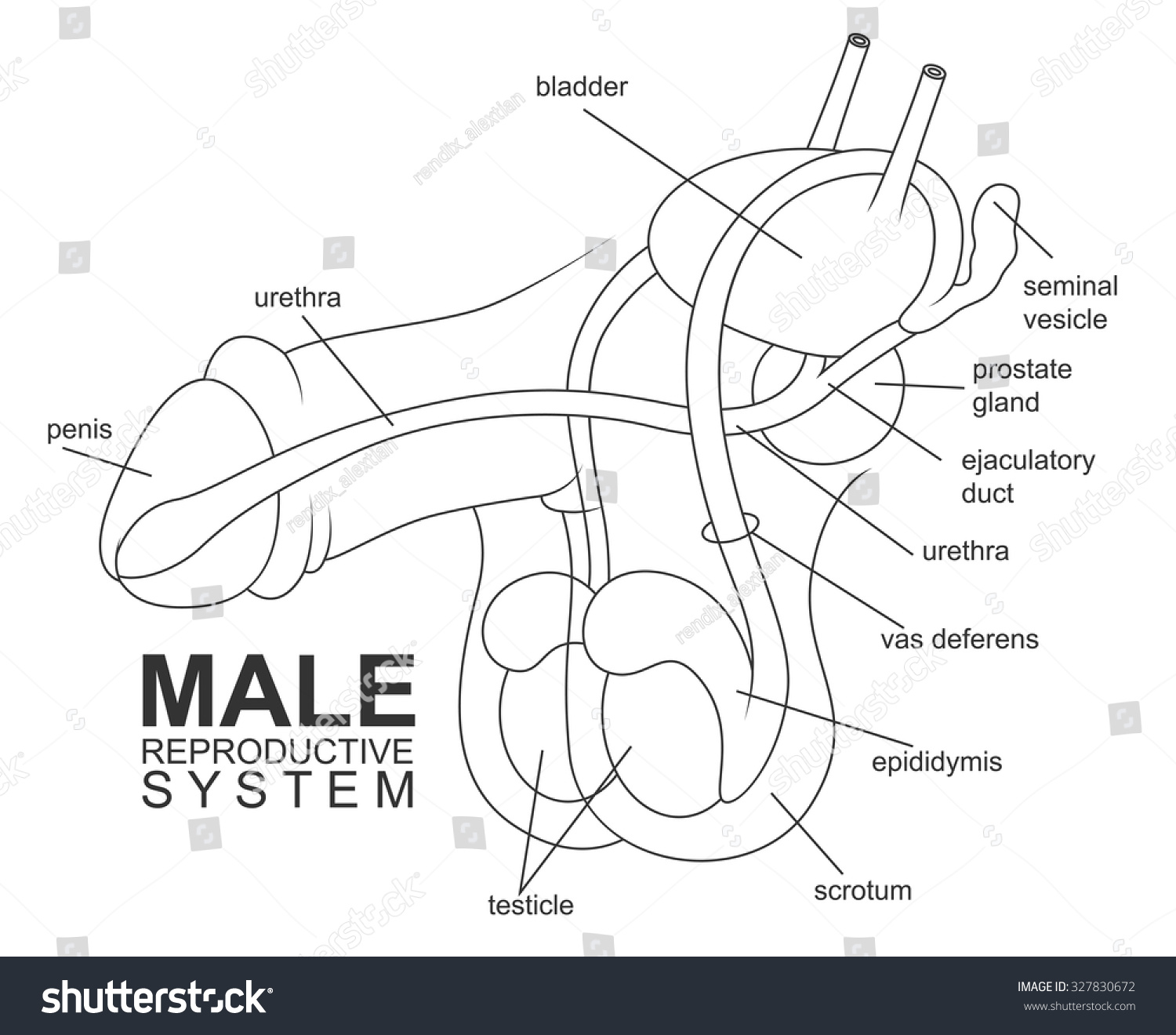 Male Reproductive System Stock Vector 327830672 Shutterstock