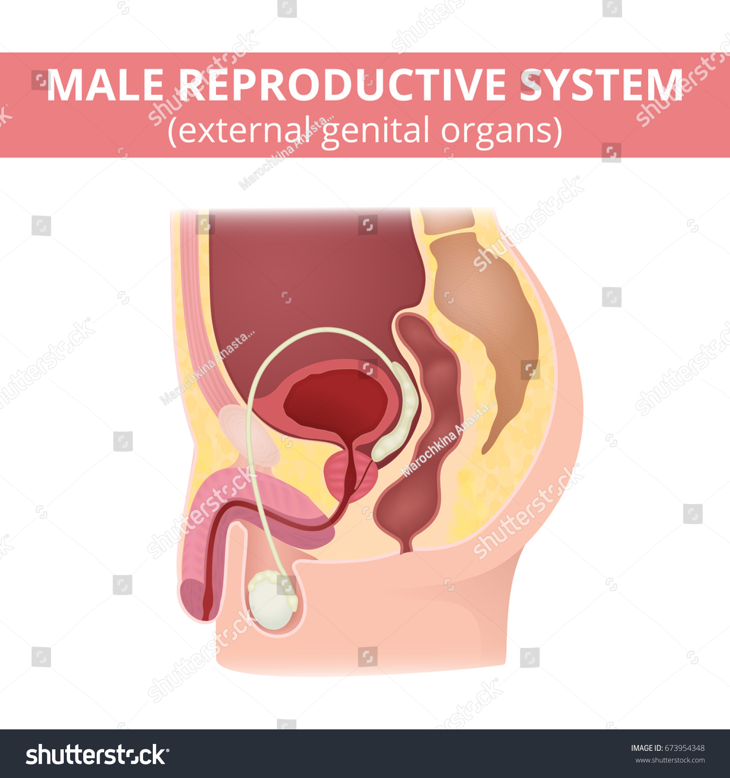 男性の生殖系 男性器の構造 性器の構造 のベクター画像素材 ロイヤリティフリー