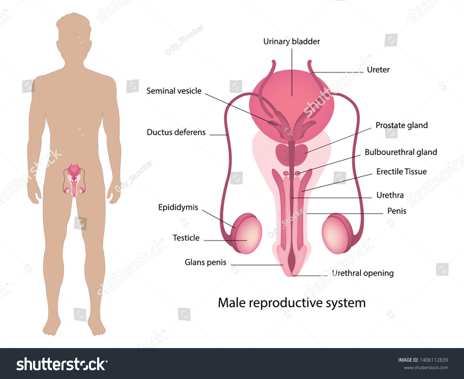 Vektor Stok Male Reproductive System Human Anatomy Vector Tanpa Royalti Shutterstock