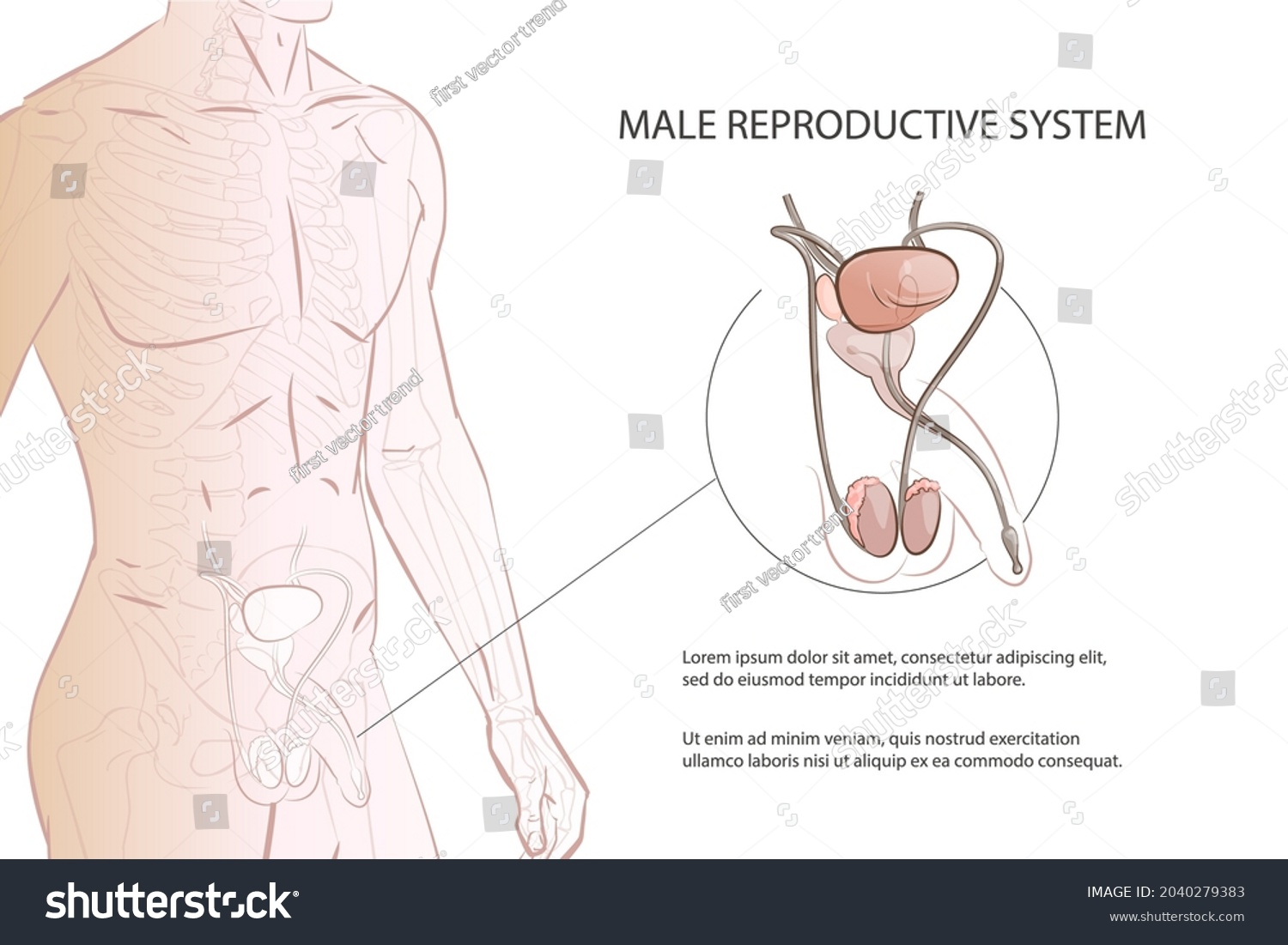 Male Reproductive System Median Section Education Stock Vector Royalty Free 2040279383 5527