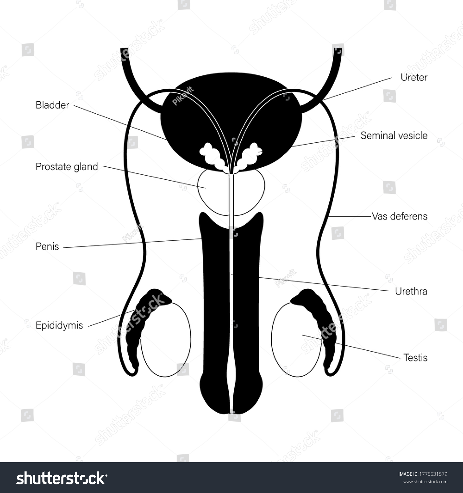 Vektor Stok Male Reproductive System Penis Testis Bladder Tanpa Royalti Shutterstock