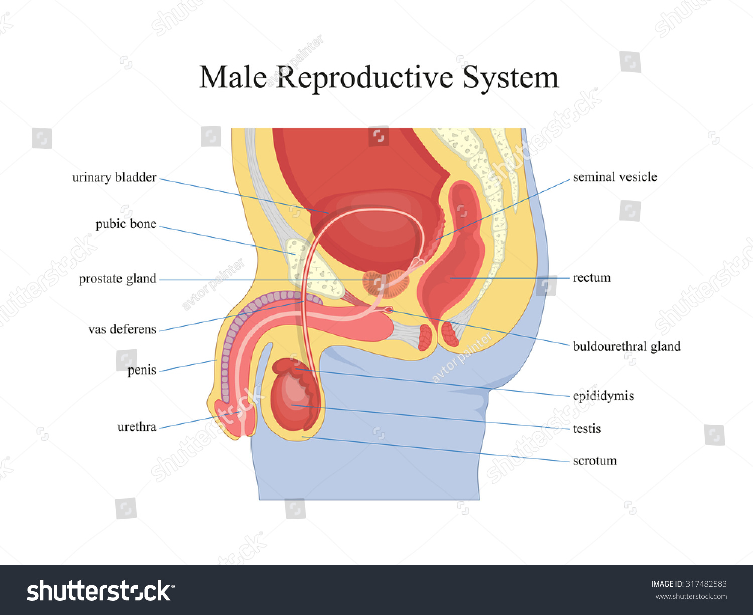 Male Reproductive Systemvector Illustration 317482583 Shutterstock 8002