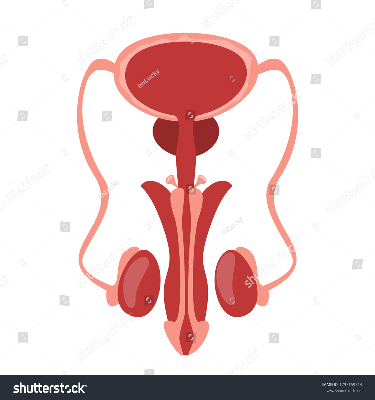 Vektor Stok Male Reproductive System Vector Isolated Human Tanpa