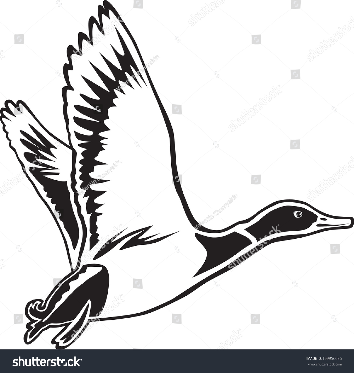 Mallard Duck. Waterfowl Mallard Duck In Flight Stock Vector ...