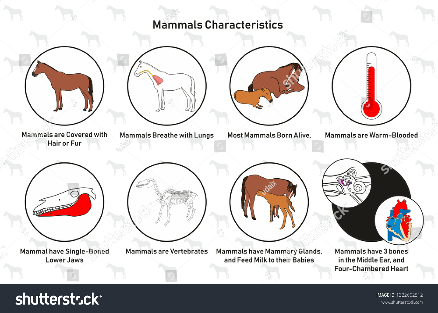 Mammals Characteristics Infographic Diagram Including Hair Stock Vector Royalty Free 1322652512