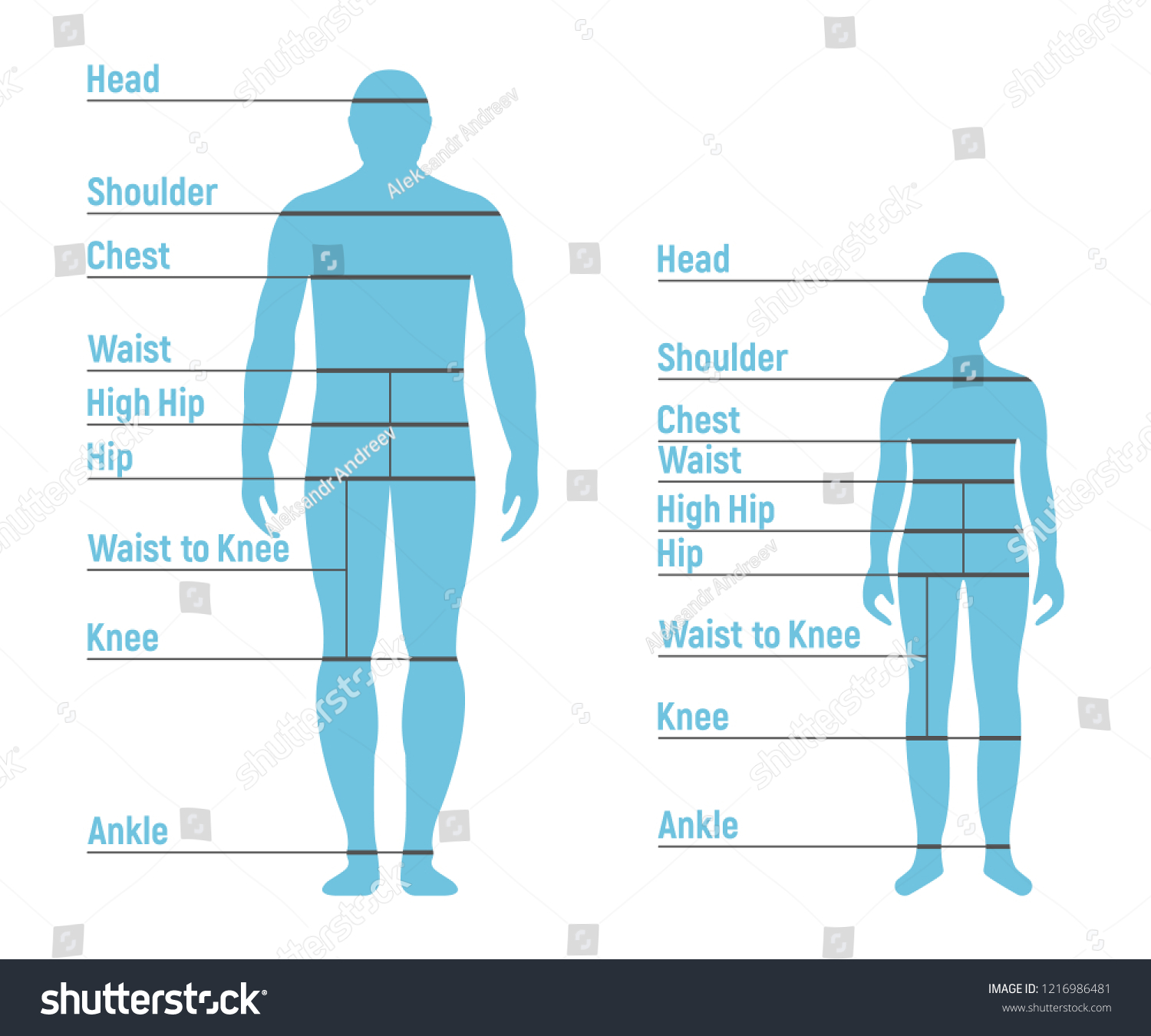 Man Boy Size Chart Human Front Stock Vector (Royalty Free) 1216986481 ...