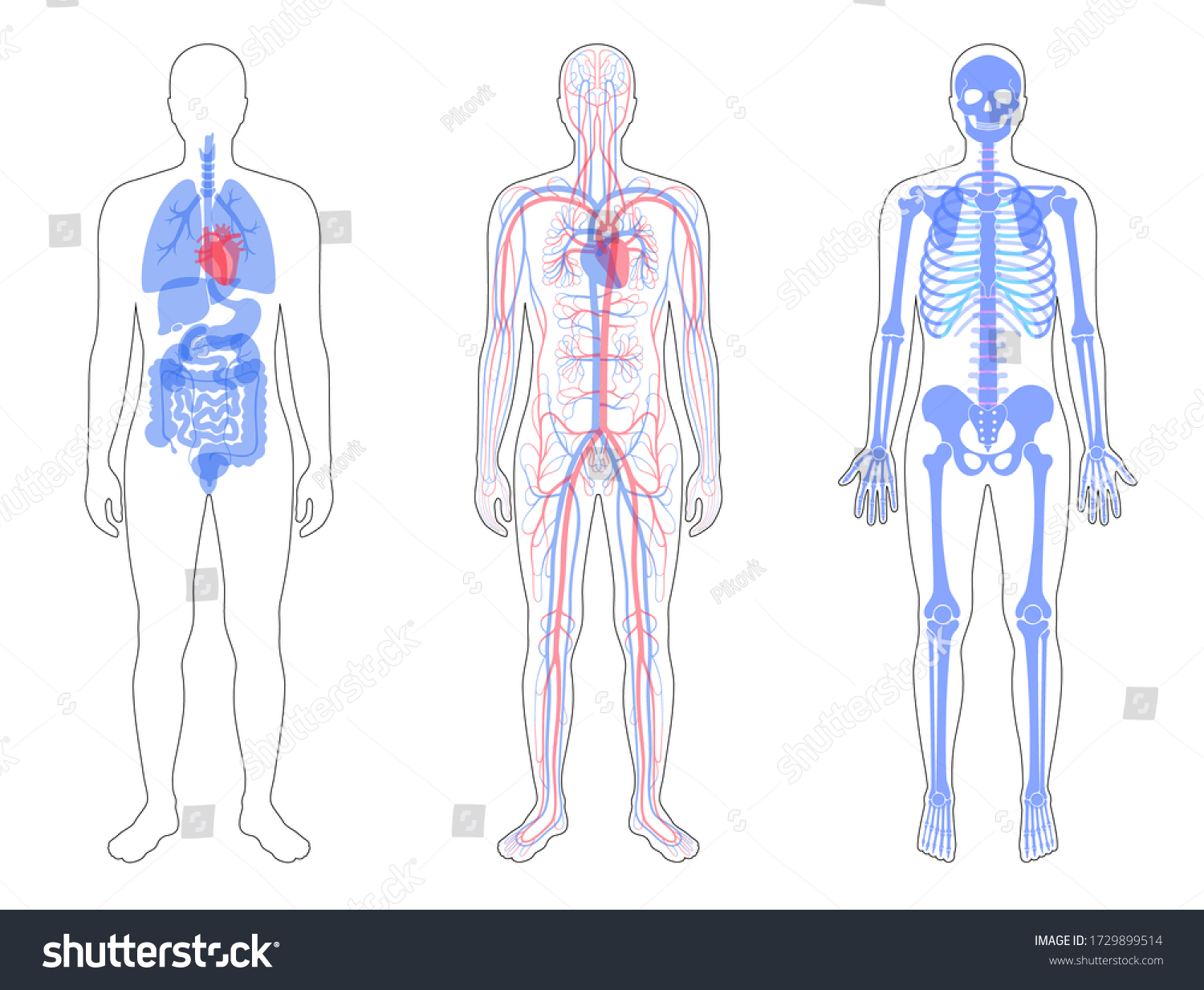 599 Pelvis vessels Images, Stock Photos & Vectors | Shutterstock