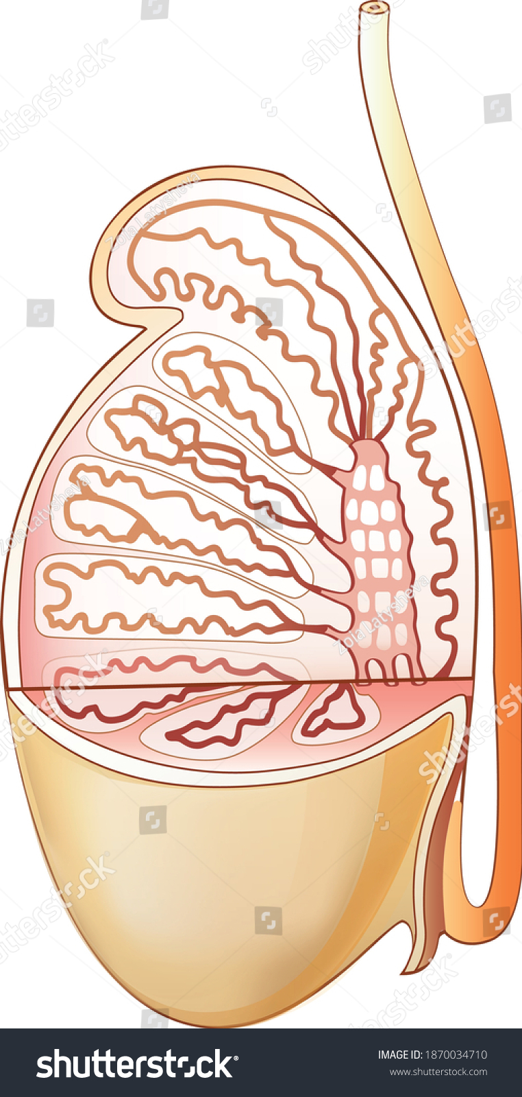 Man Testicles Diagram Anatomy Structure Stock Vektor Royaltyfri