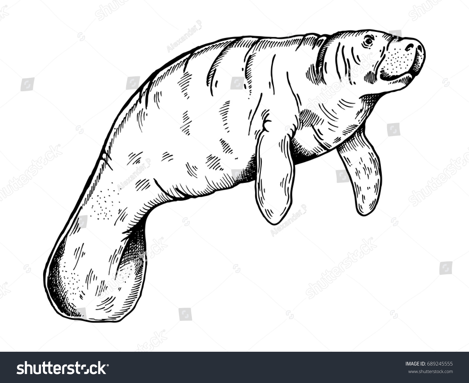 SVG of Manatee water animal engraving vector illustration. Scratch board style imitation. Hand drawn image. svg
