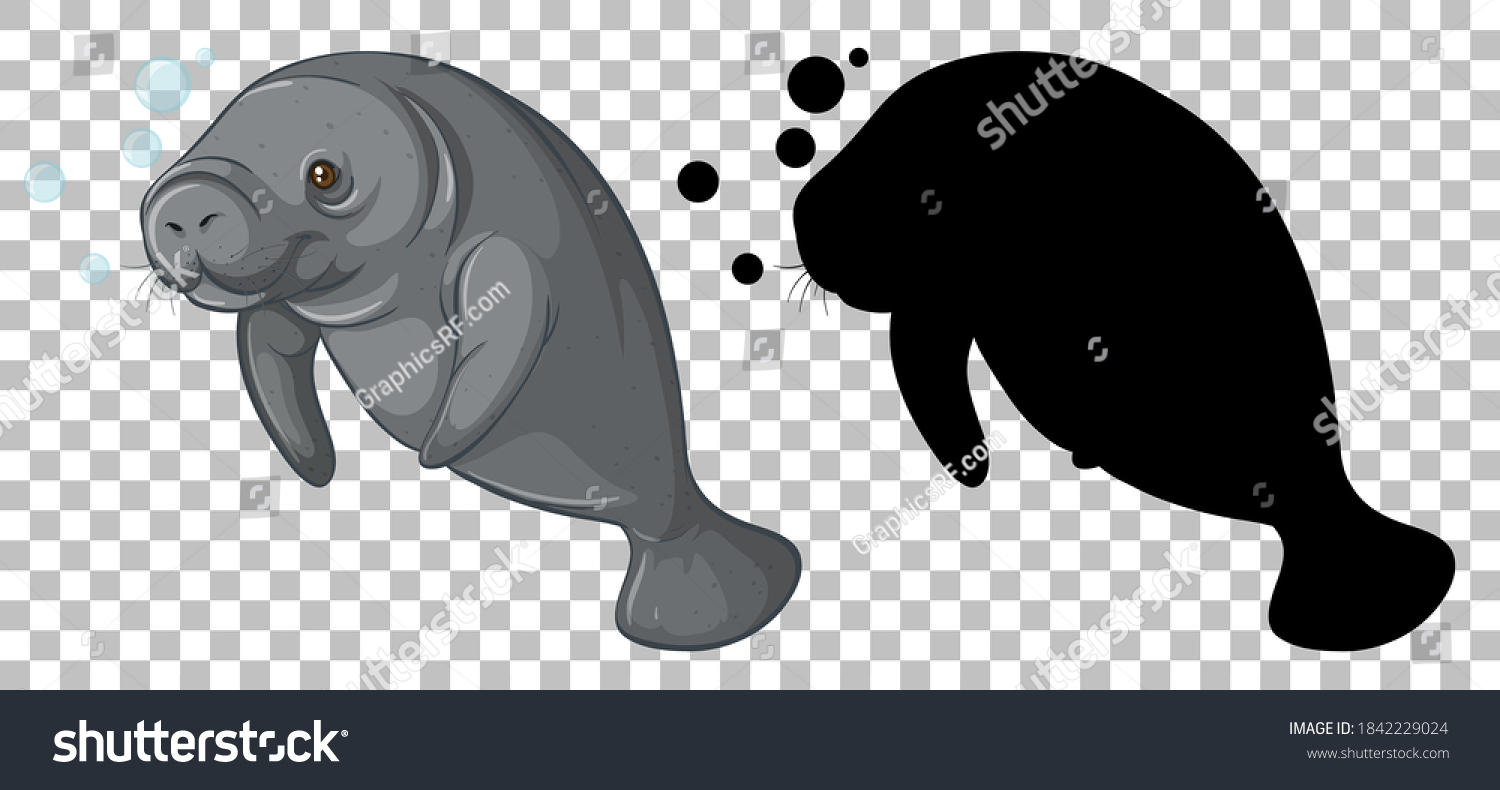 SVG of Manatee with its silhouette on transparent background illustration svg