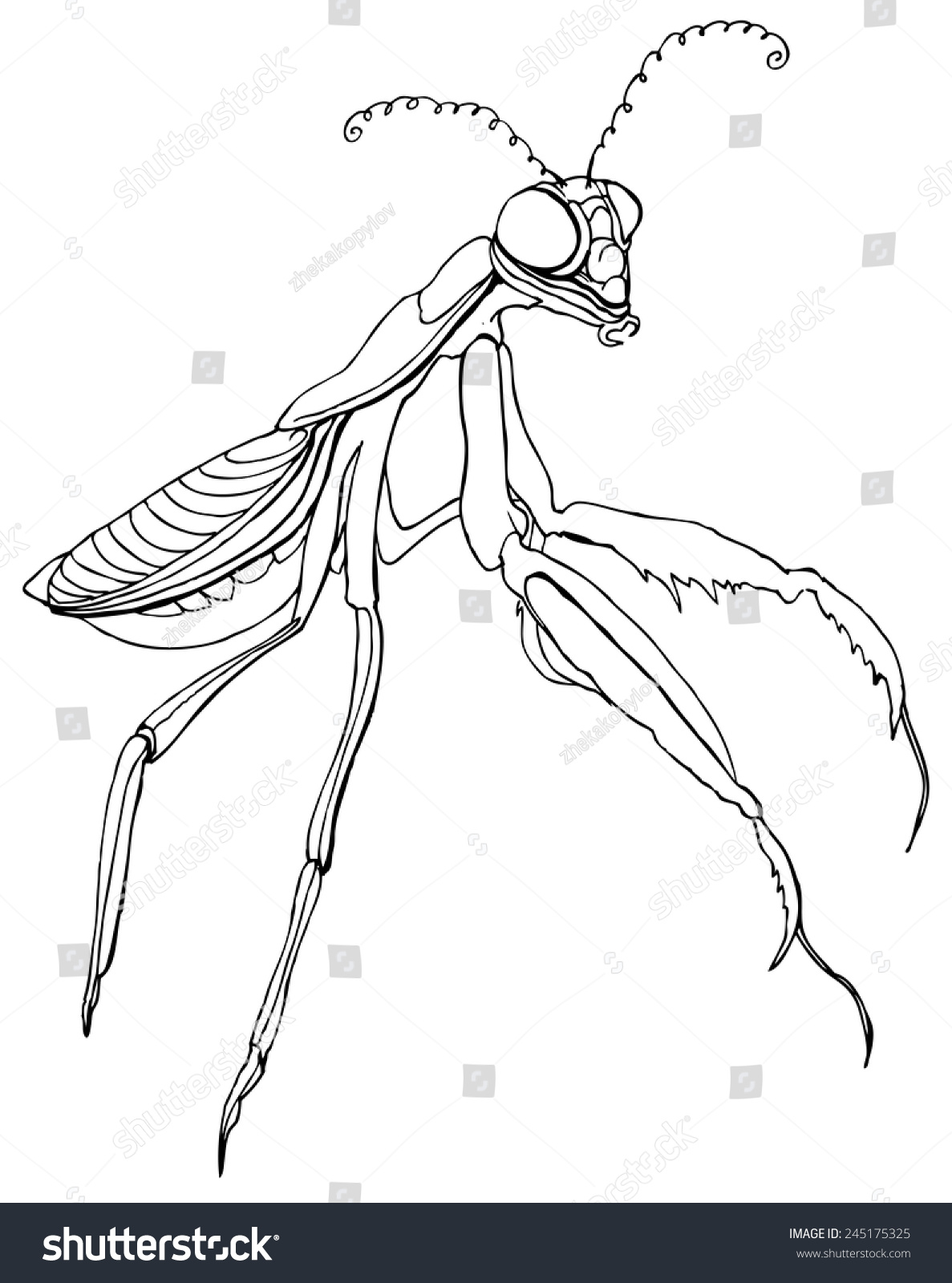 Mantis Insect Sign Drawing Realistic Vector Stock Vector 245175325 ...