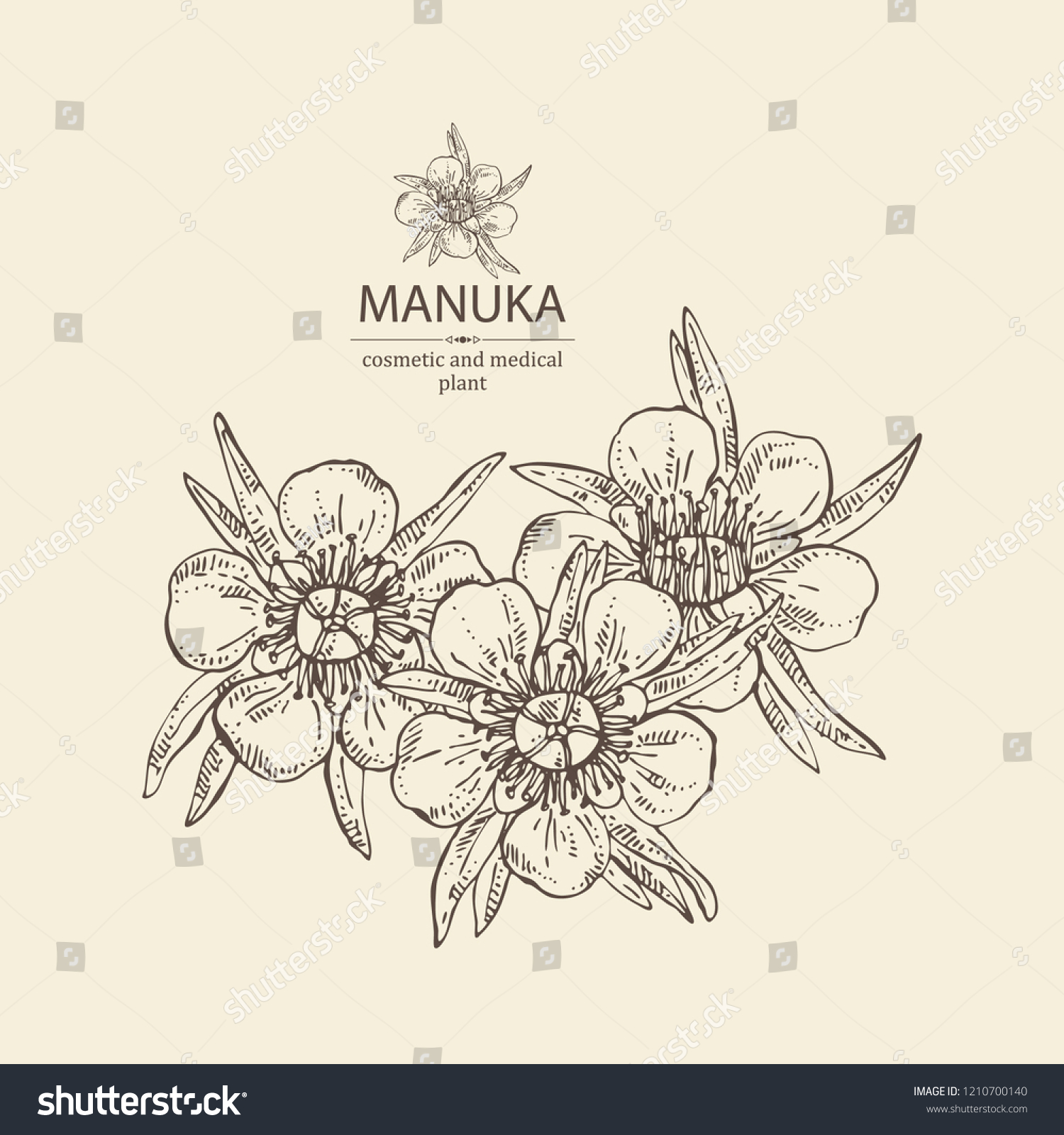 マヌカ マヌカの葉と花 美容 医療施設 ベクター手描きのイラスト のベクター画像素材 ロイヤリティフリー