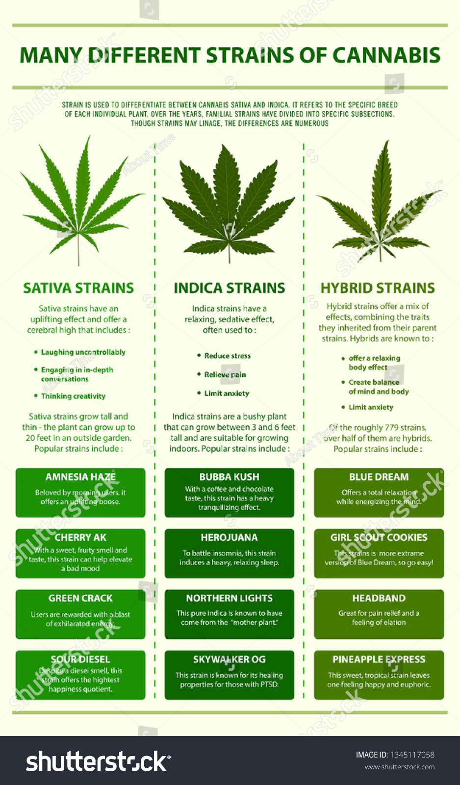 Many Different Strains Cannabis Vertical Infographic Stock Vector ...