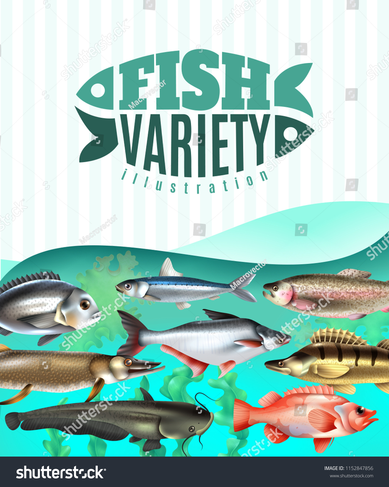 Marine River Fish Variety Underwater Sea Stock Vector (Royalty Free ...