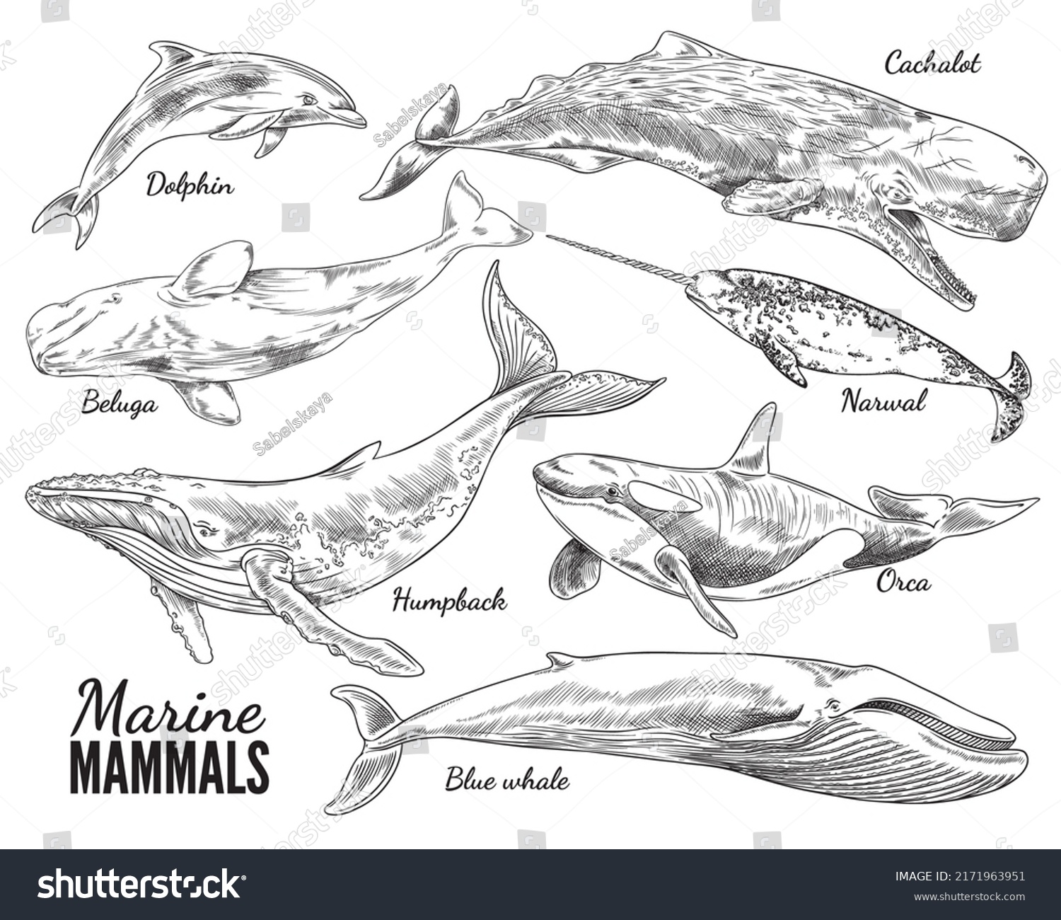 Marine Mammals Set Hand Drawn Sketch Stock Vector (Royalty Free ...