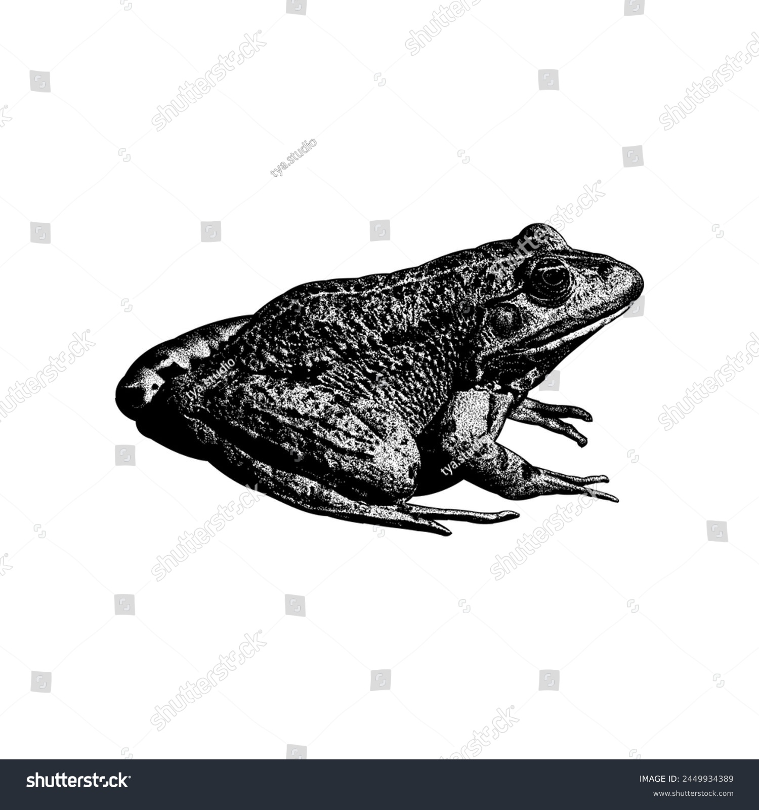SVG of Marsh Frog hand drawing vector isolated on white background. svg