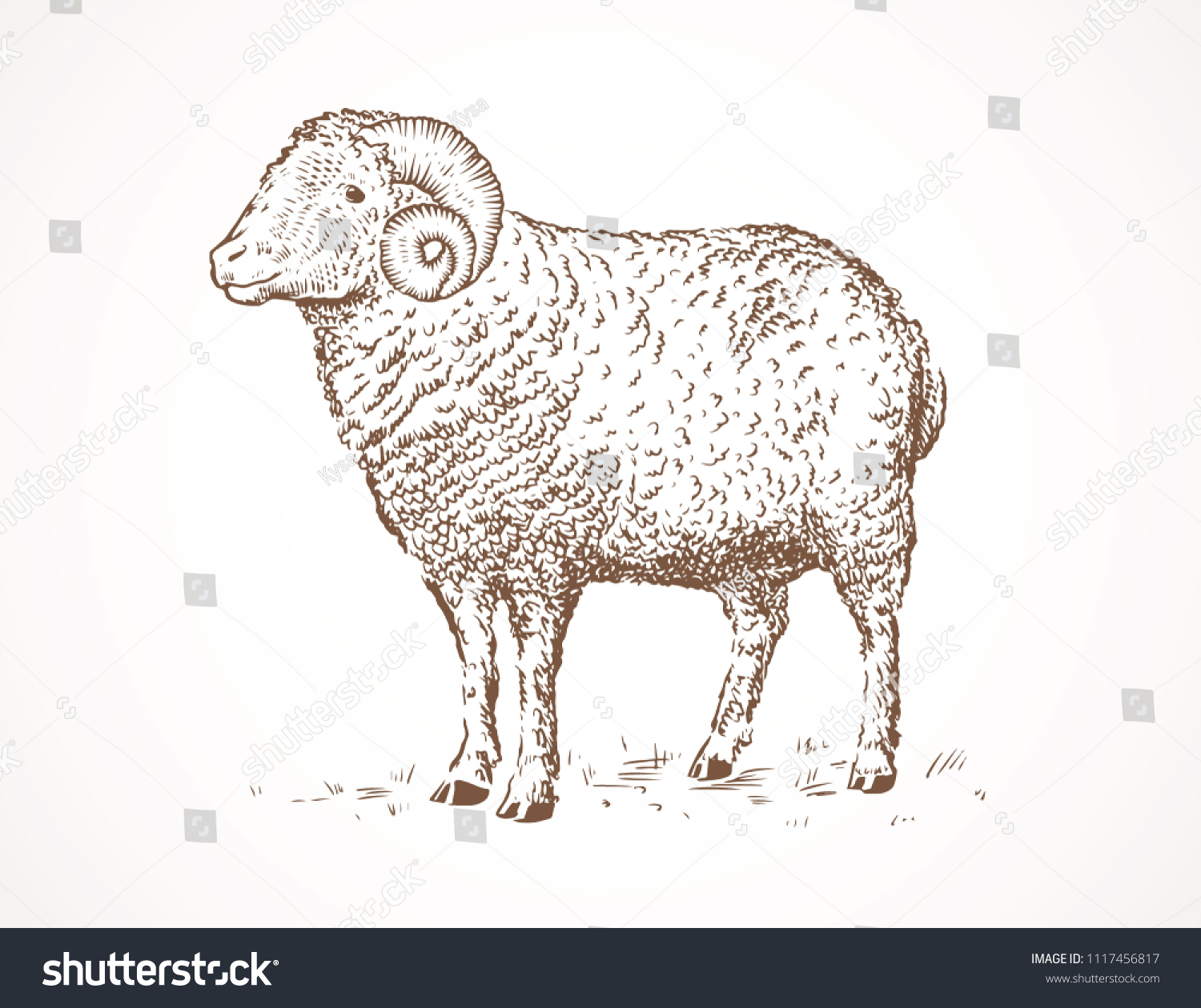 mature ram drawing stock vector royalty free 1117456817 https www shutterstock com image vector mature ram drawing 1117456817