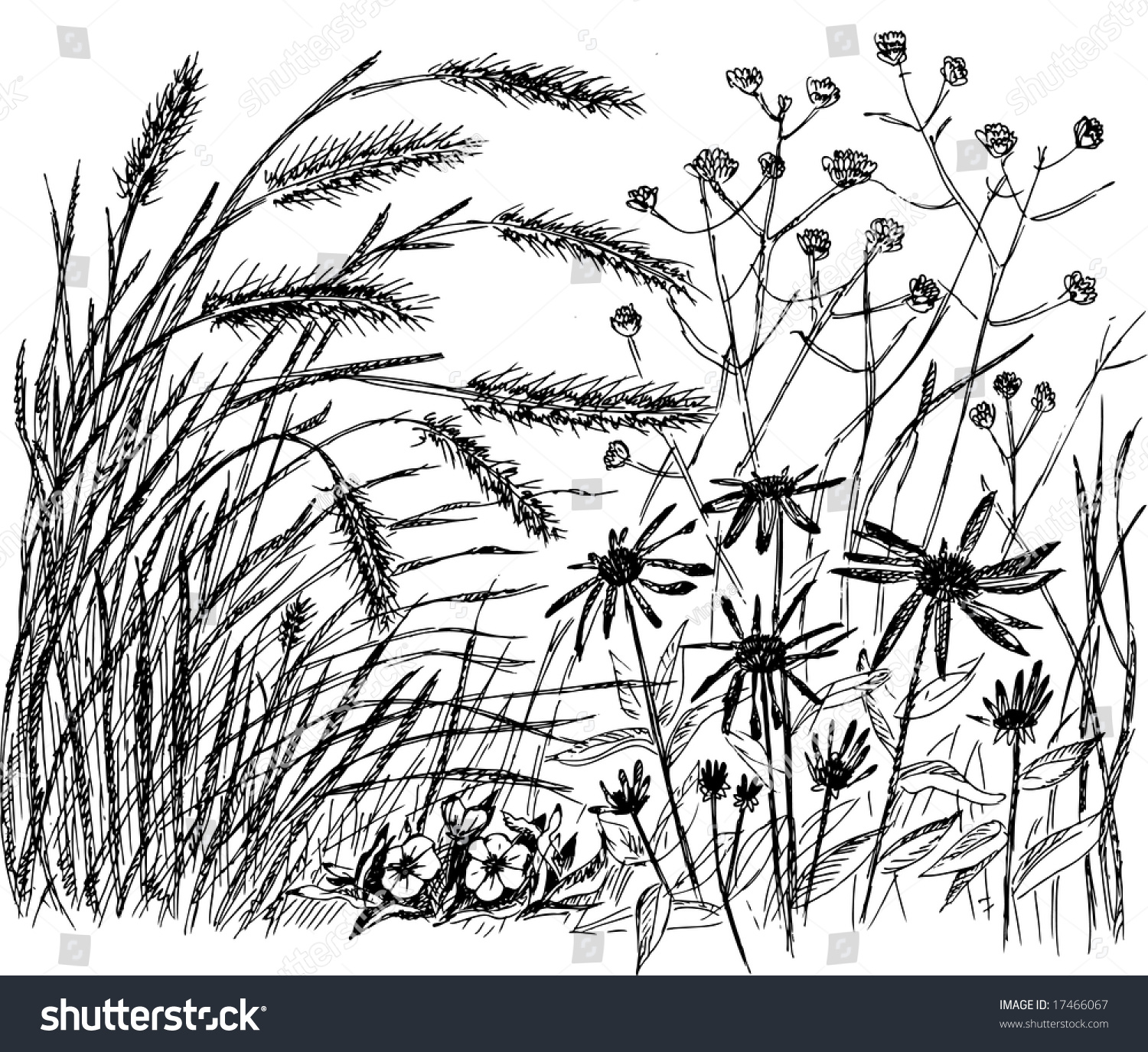 Meadow Ears Flowerssketch Drawing Stock Vector 17466067 - Shutterstock