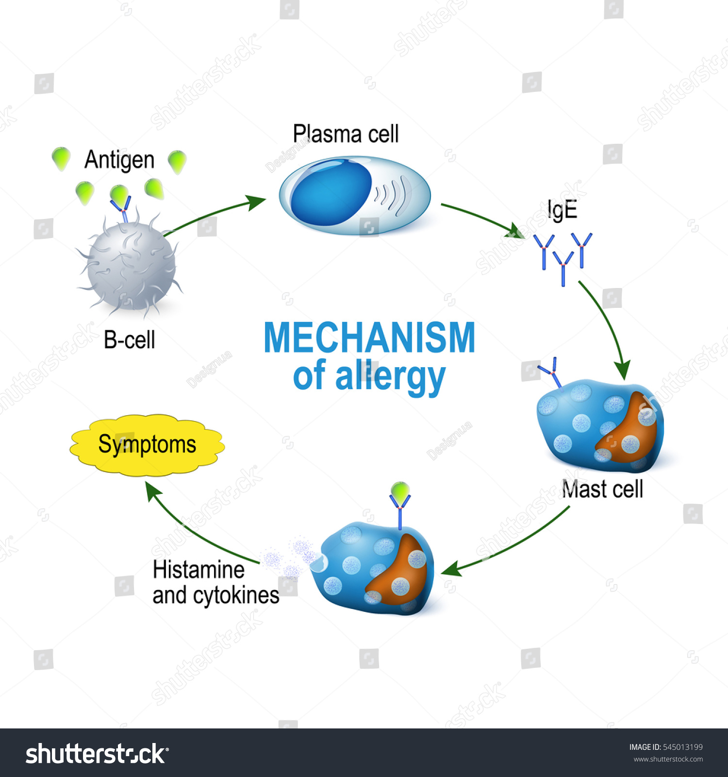 Mechanism Allergy Mast Cells Allergic Reaction Stock Vector (Royalty ...