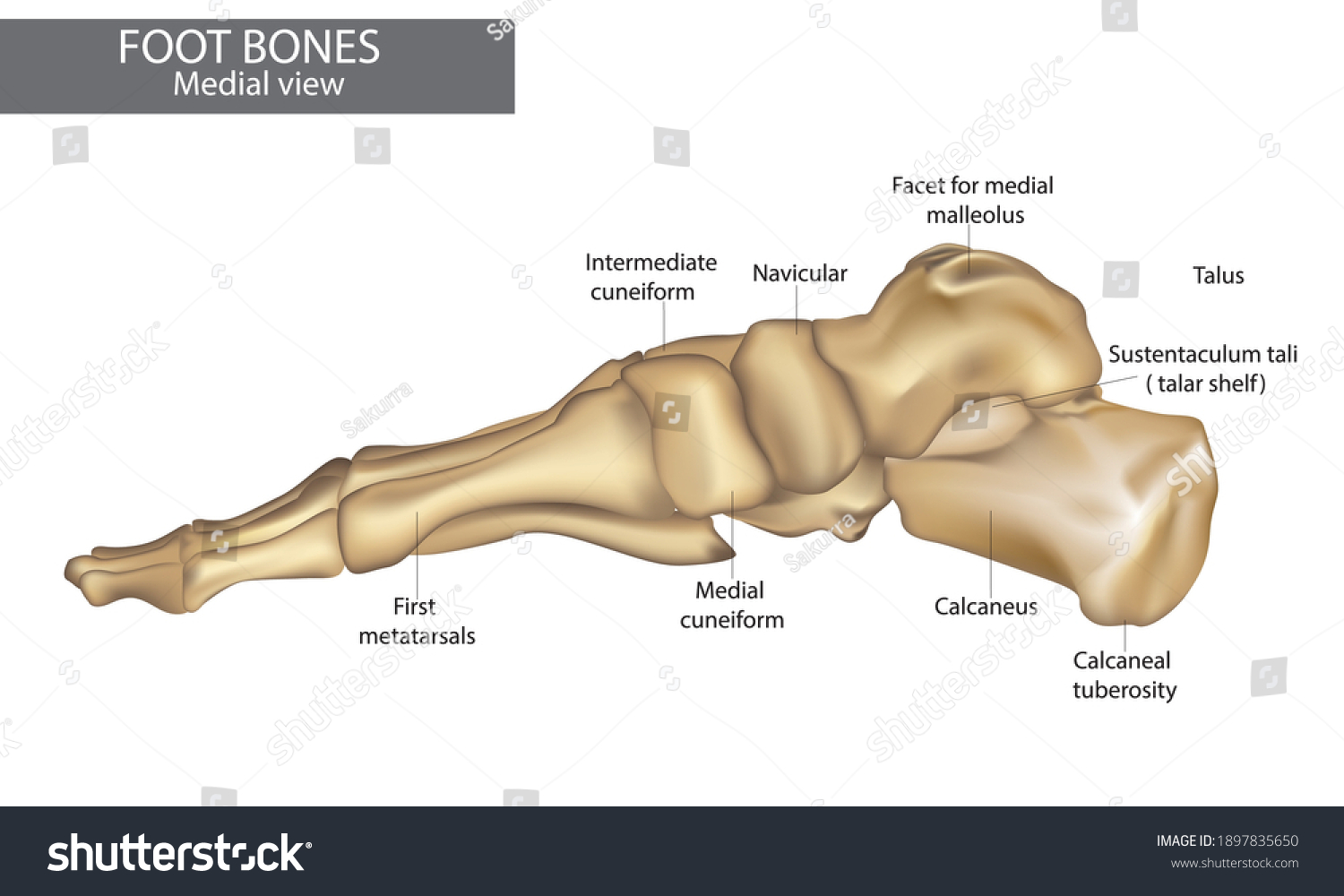 Medial View Foot Bones Diagram เวกเตอร์สต็อก ปลอดค่าลิขสิทธิ์ 1897835650 1335